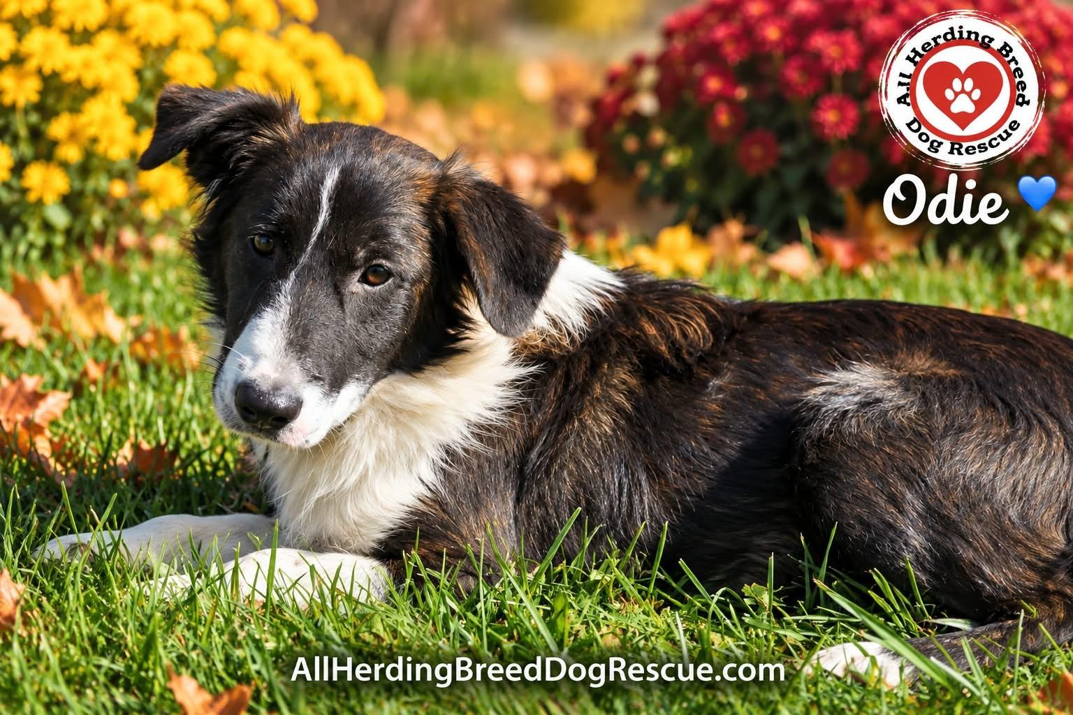 Enlarge Odie, a Adoptable mixed breed in Joliet, IL image 2/3