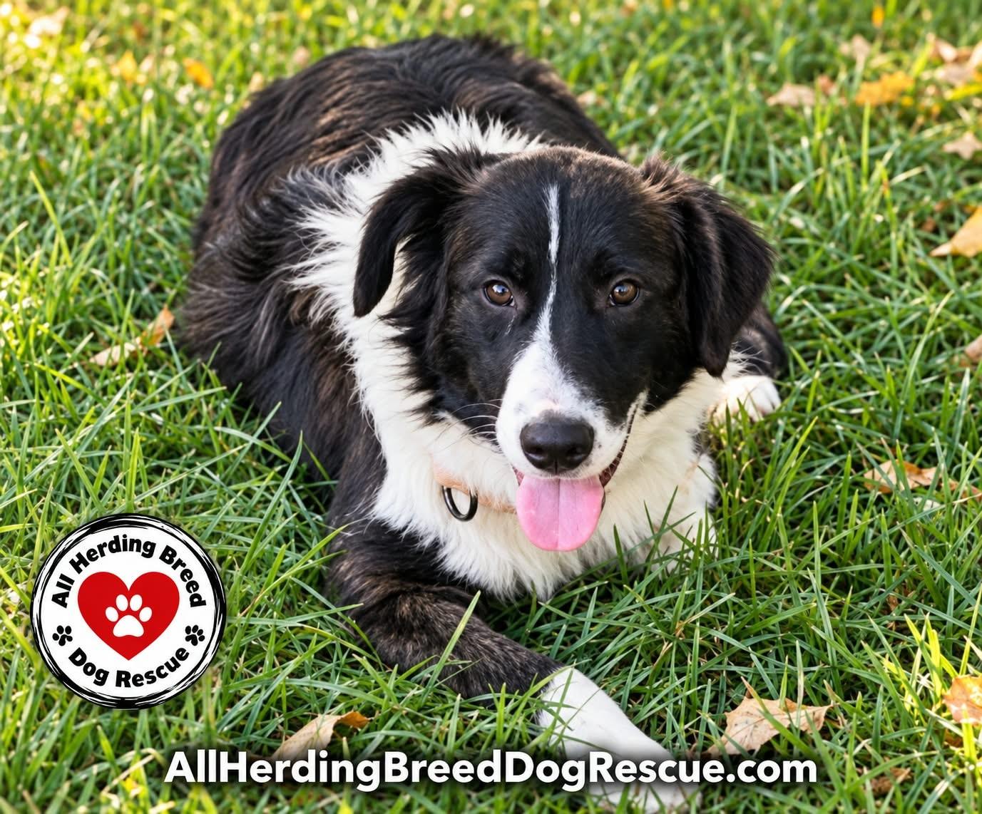 Enlarge Odie, a Adoptable mixed breed in Joliet, IL image 3/3