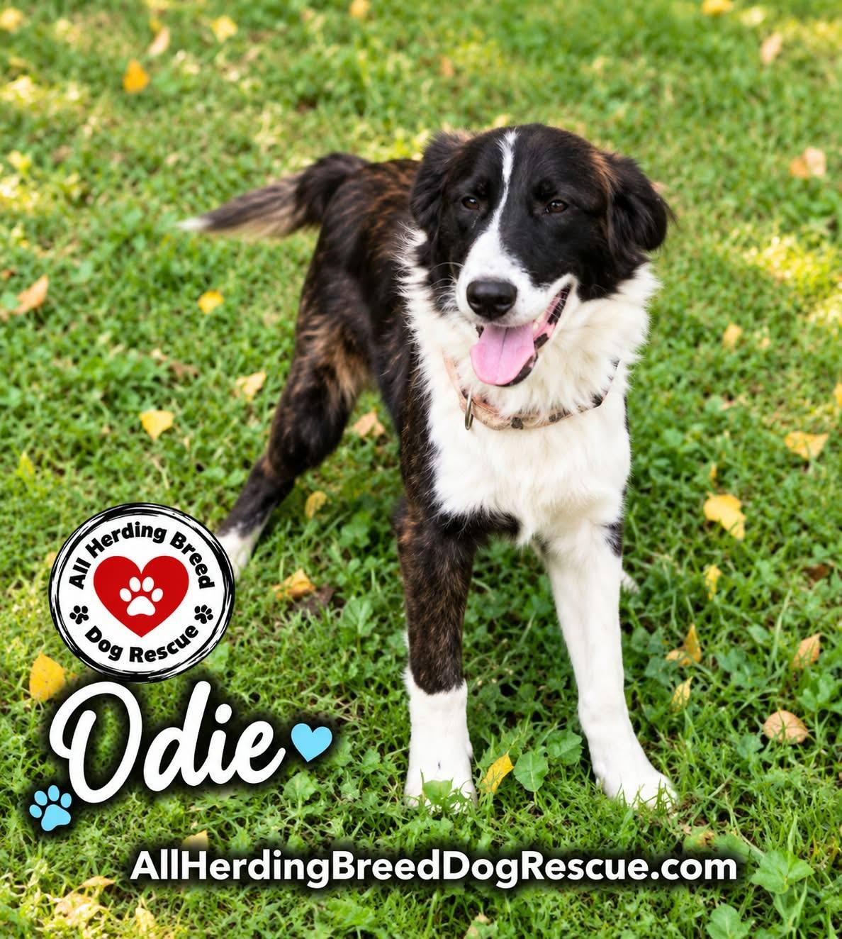Enlarge Odie, a Adoptable mixed breed in Joliet, IL image 1/3