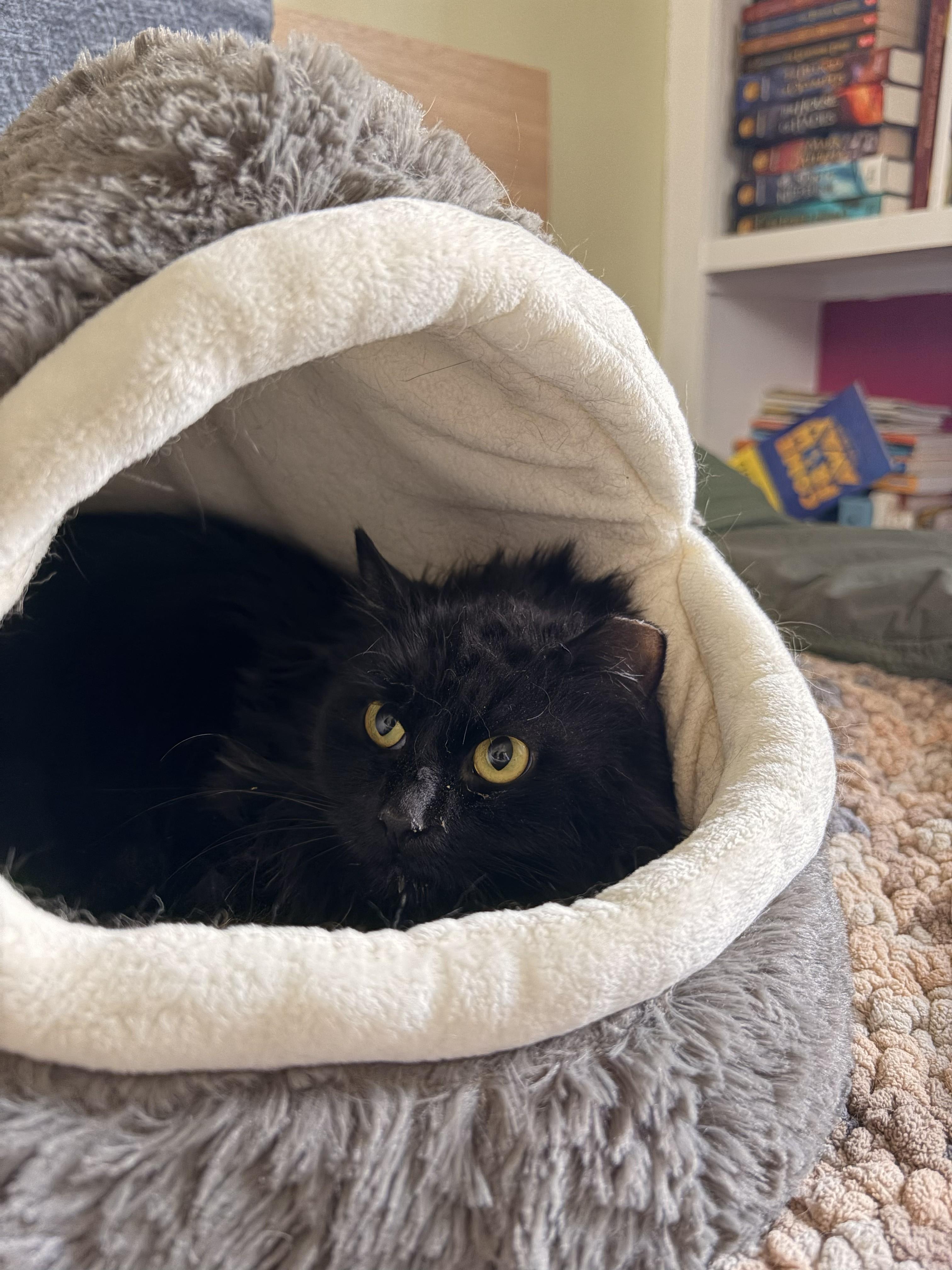 Enlarge Anisette (sweet and shy floof), an adopted Domestic Long Hair in New Cumberland, PA image 5/6