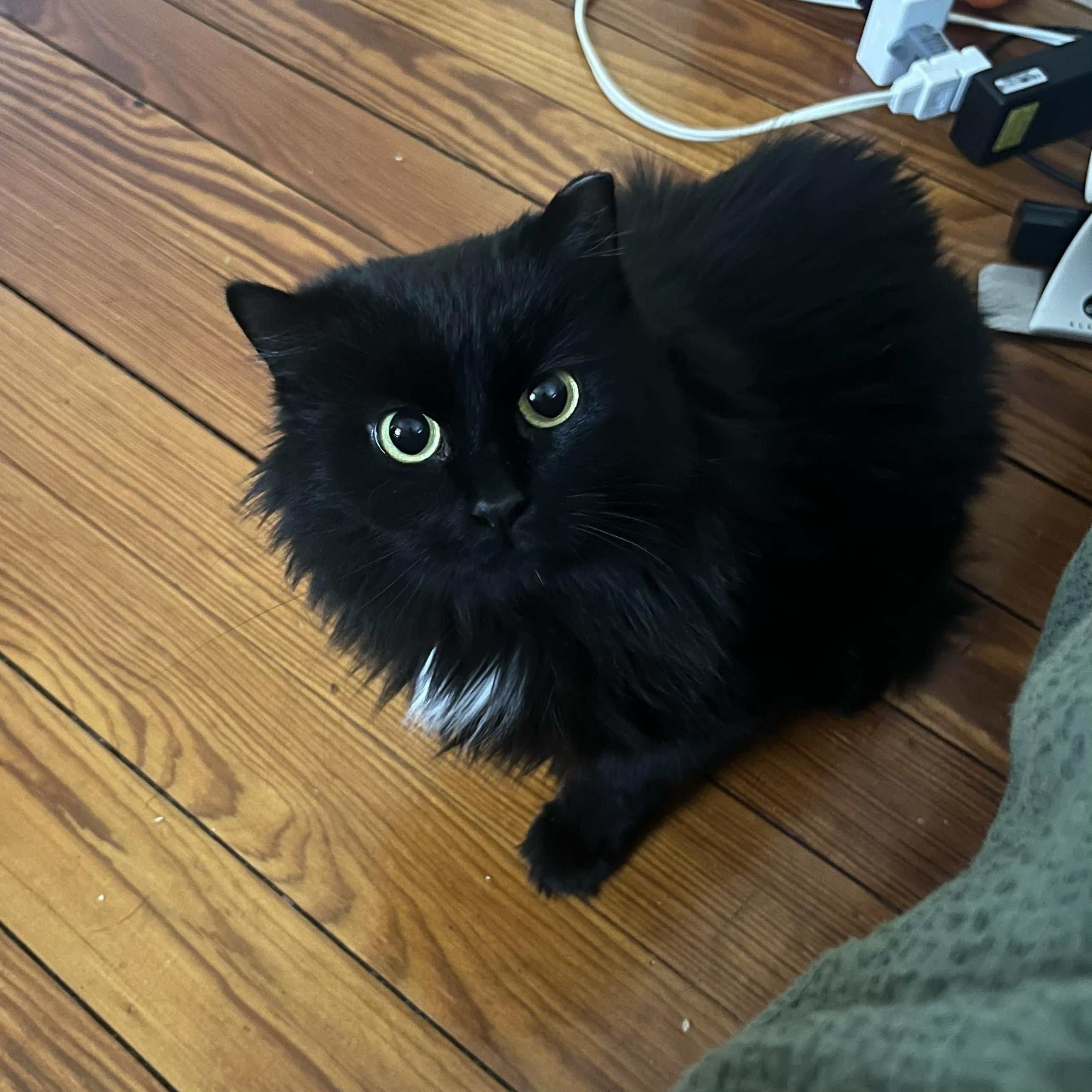 Enlarge Anisette (sweet and shy floof), an adopted Domestic Long Hair in New Cumberland, PA image 4/6