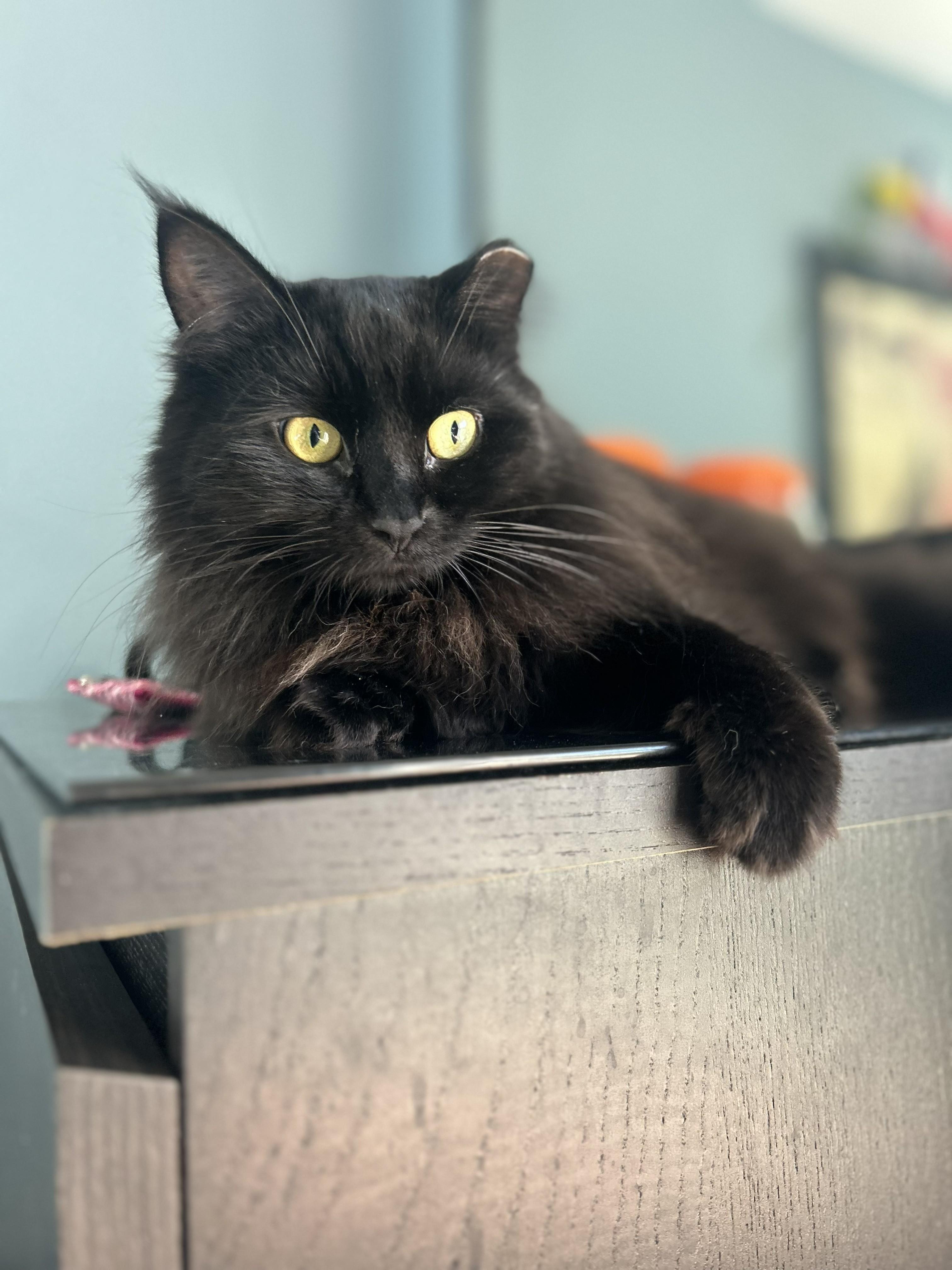 Anisette (sweet and shy floof), adopted, Young Female Domestic Long Hair.