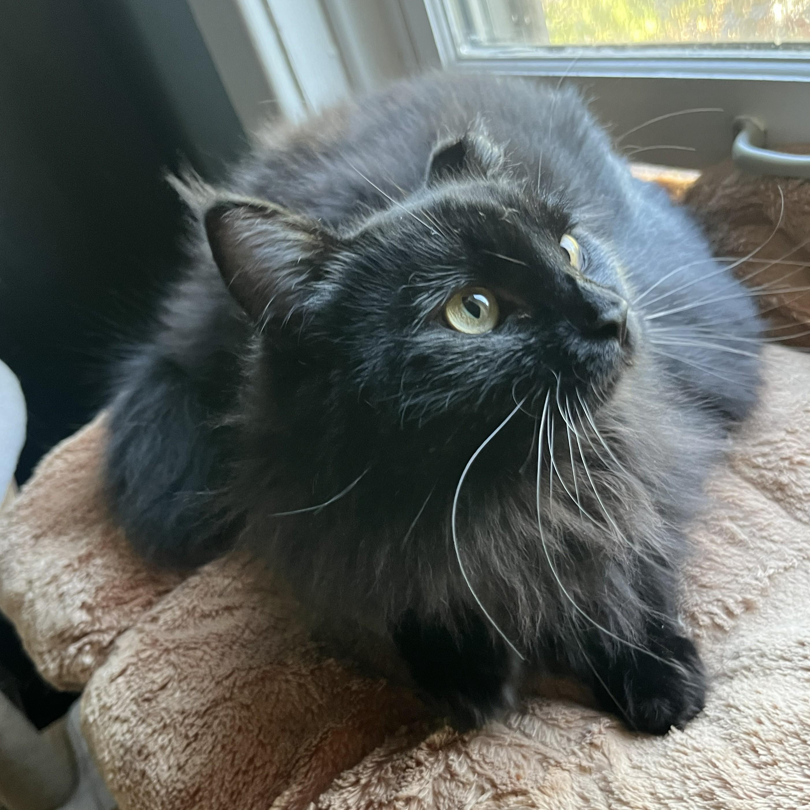 Enlarge Anisette (sweet and shy floof), an adopted Domestic Long Hair in New Cumberland, PA image 3/6