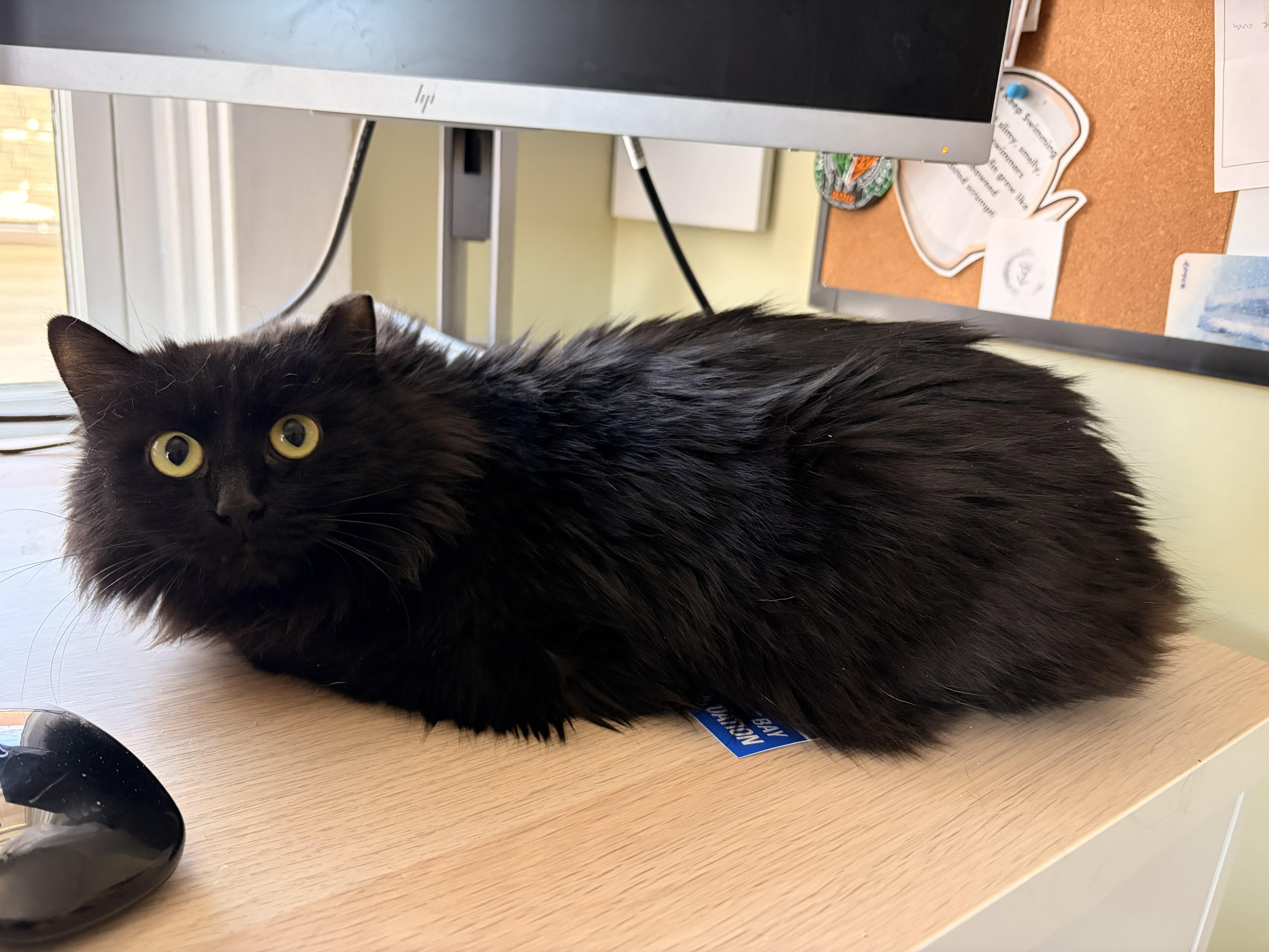 Enlarge Anisette (sweet and shy floof), an adopted Domestic Long Hair in New Cumberland, PA image 2/6