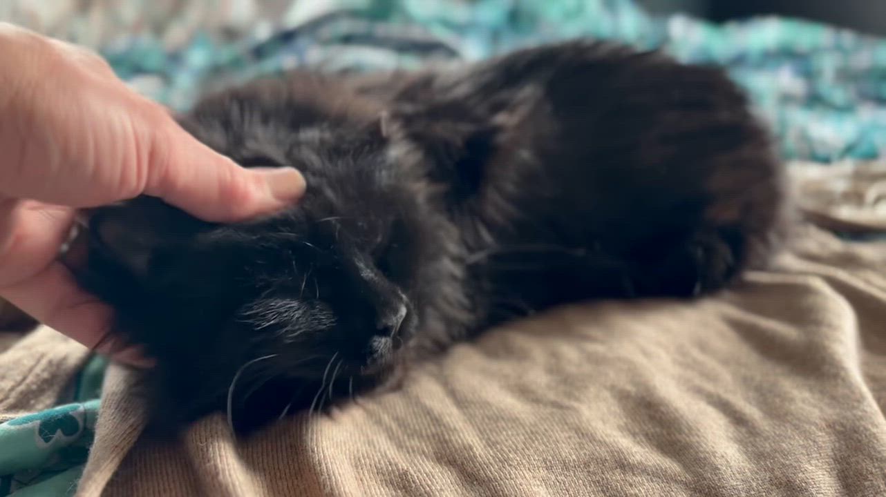 Enlarge Anisette (sweet and shy floof), an adopted Domestic Long Hair in New Cumberland, PA video 6/6