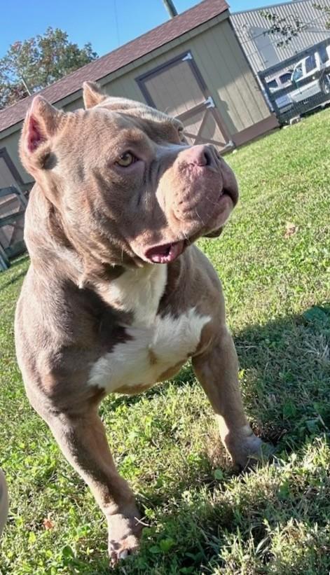 Enlarge Ajax, a Adopted American Bully in Clayton, NJ image 2/2