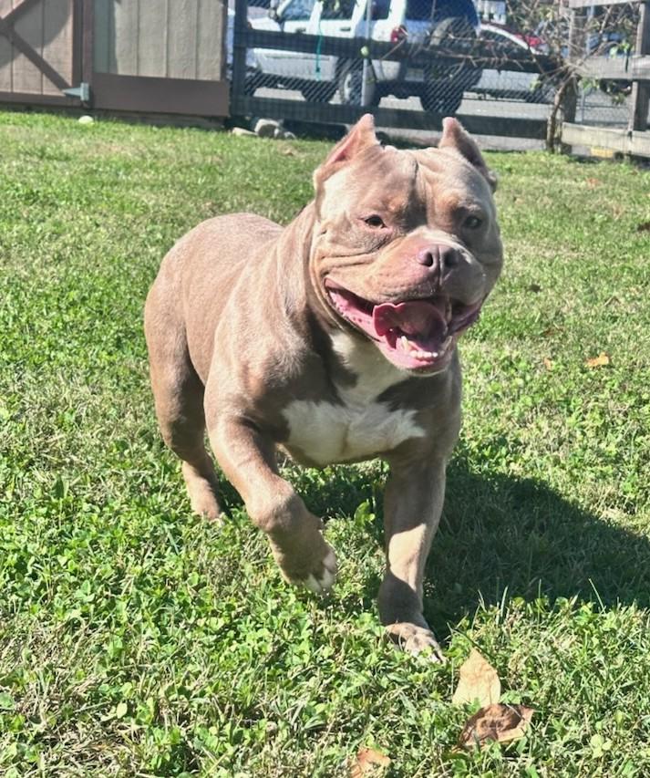 Ajax photo