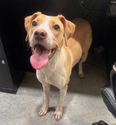 Tiny, Adoptable, Young Female Terrier & Mixed Breed.