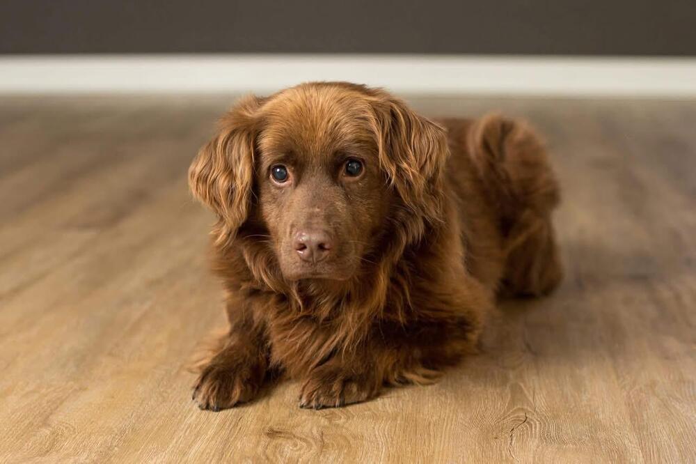 Paulding, Adoptable, Adult Male Retriever.