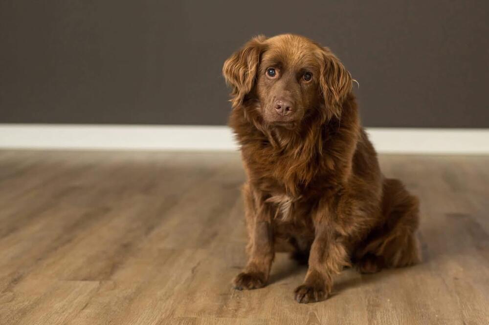 Paulding, a Adoptable Retriever in Grove City, OH image 2/2