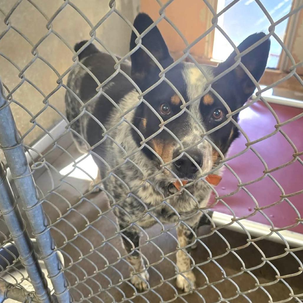 Cowboy, Adoptable, Adult Male Australian Cattle Dog / Blue Heeler.