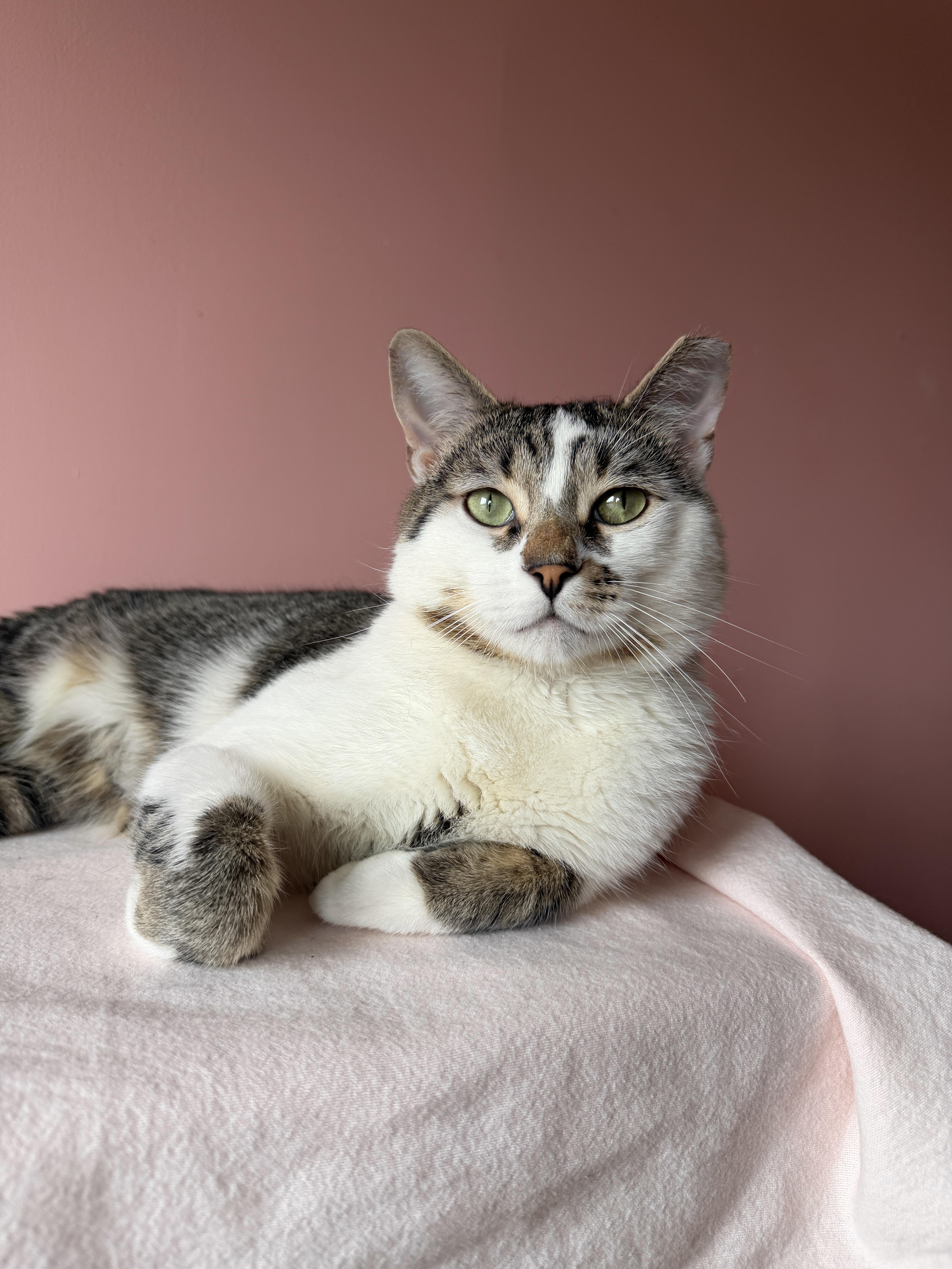 CHADWICK, ADOPTABLE, Young Male Tabby.