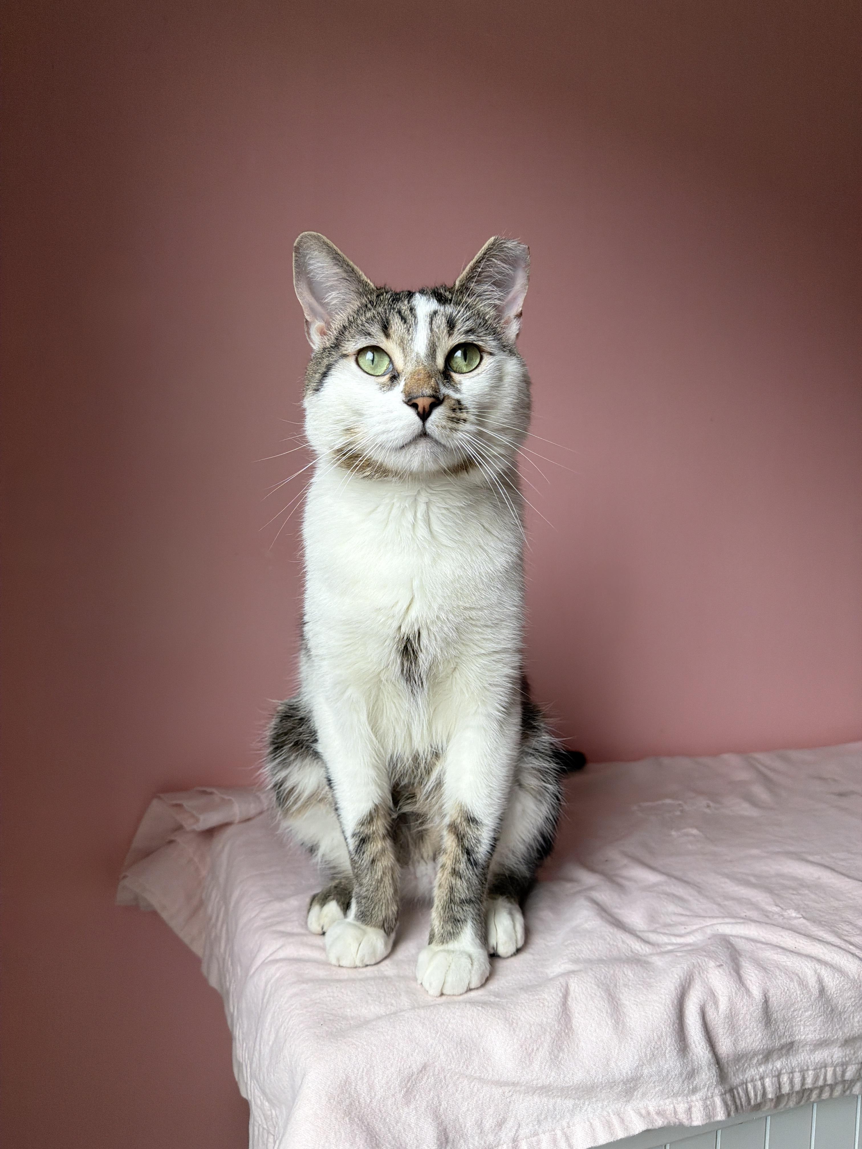 CHADWICK, a ADOPTABLE Tabby in New York, NY image 2/2