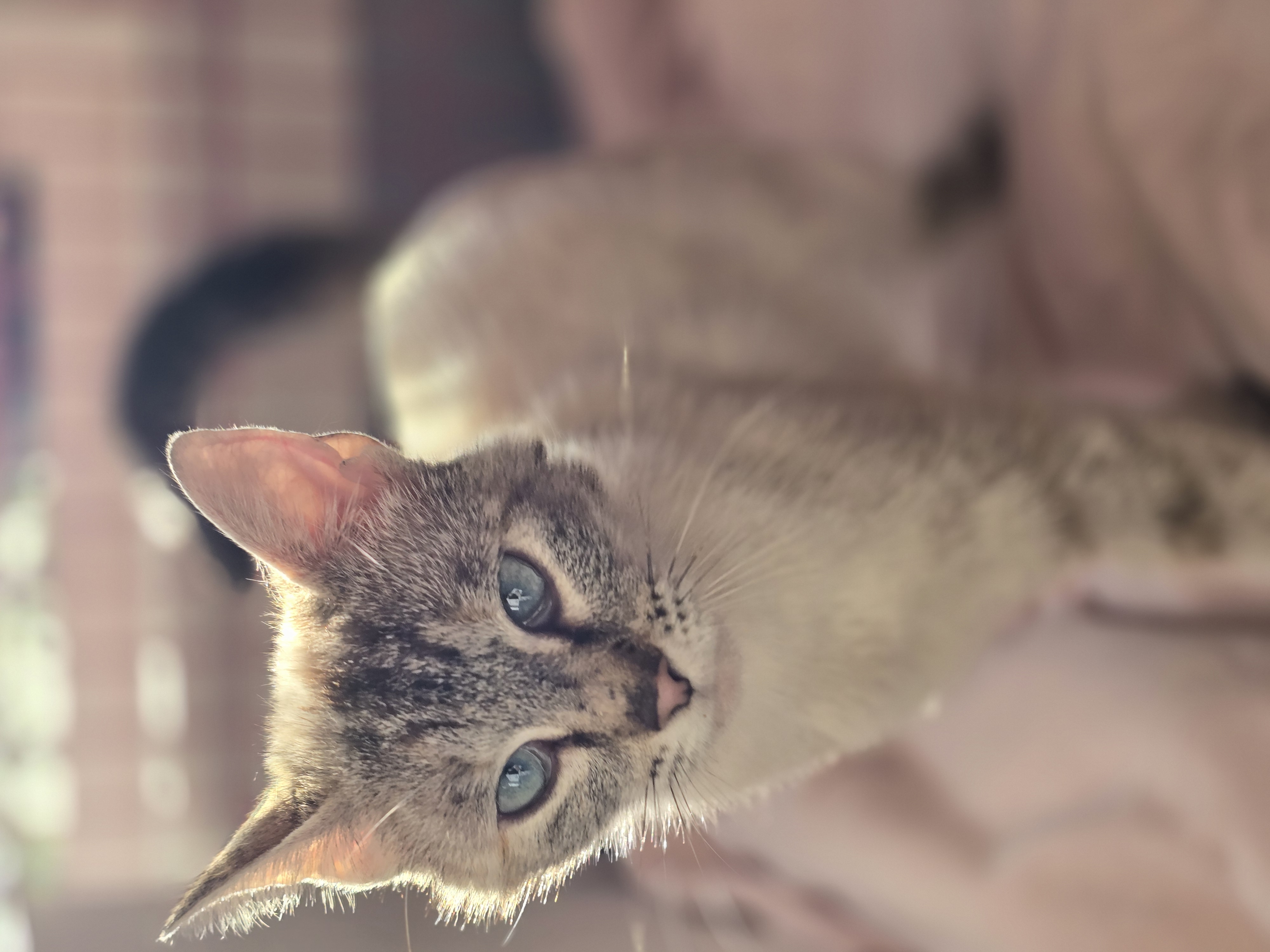 Enlarge Sammie, a Adopted Siamese in Onalaska, WA image 2/4