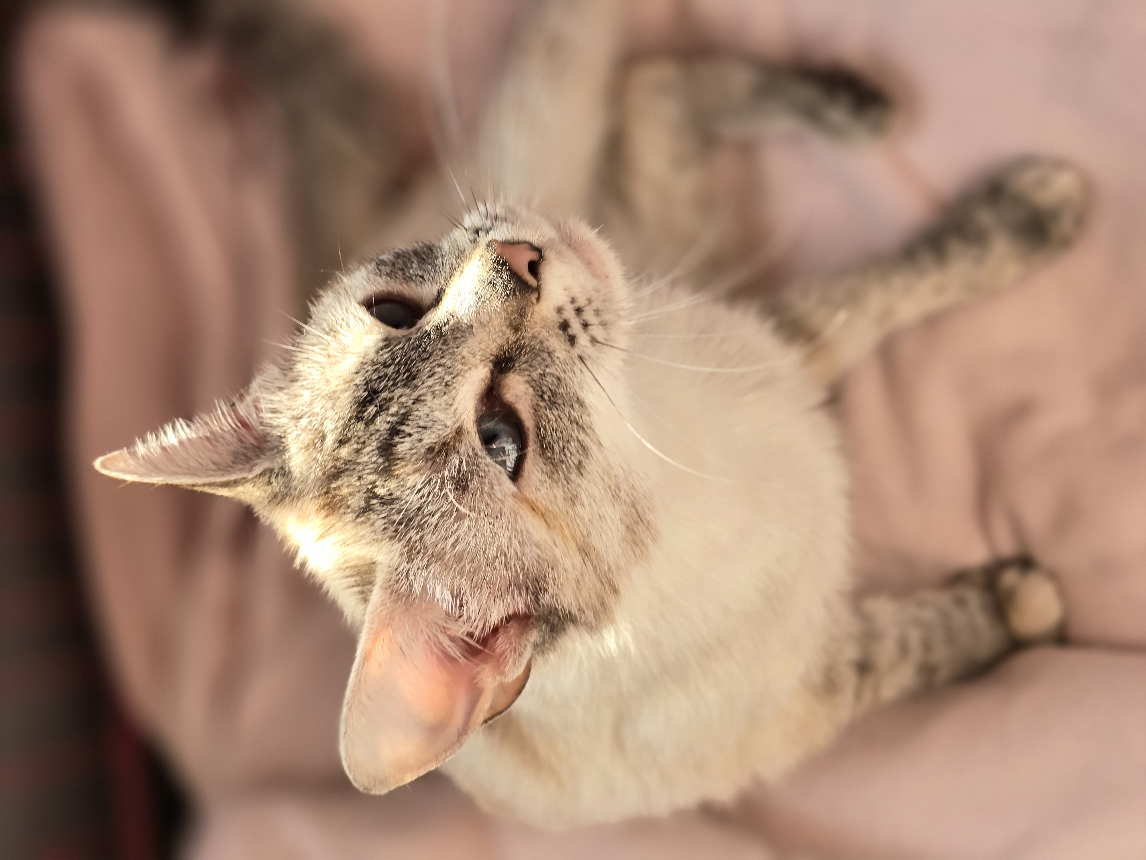 Enlarge Sammie, a Adopted Siamese in Onalaska, WA image 3/4