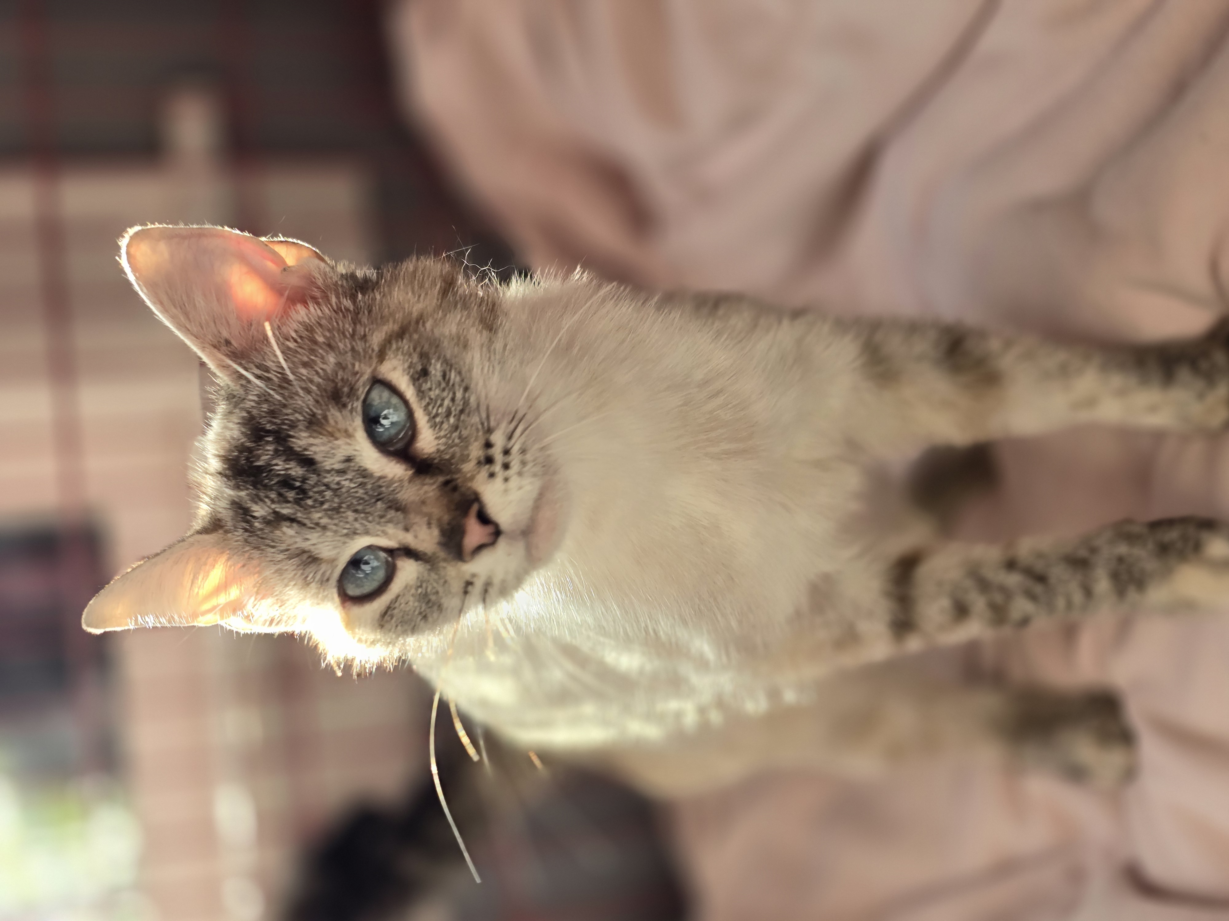 Enlarge Sammie, a Adopted Siamese in Onalaska, WA image 1/4