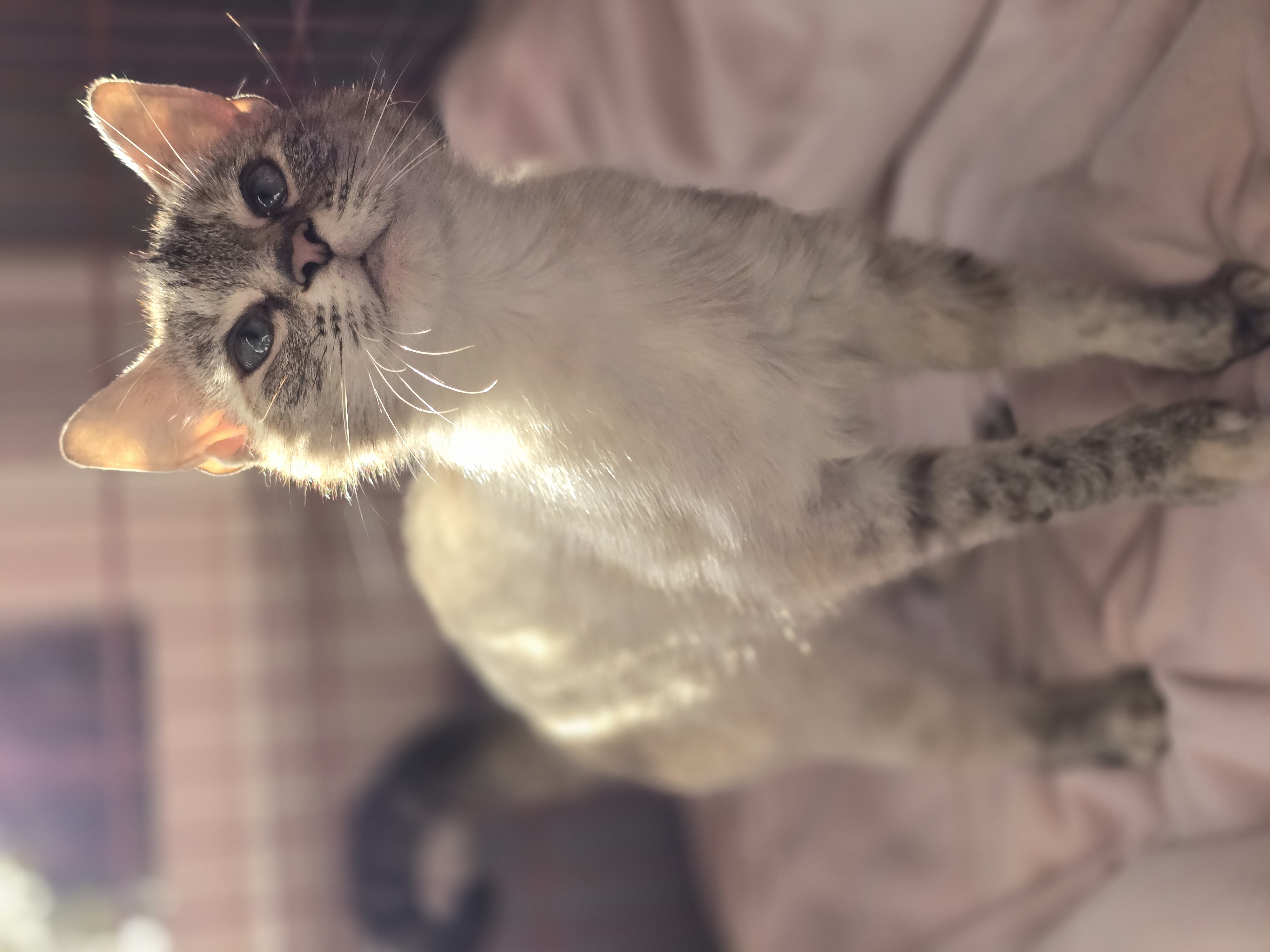 Enlarge Sammie, a Adopted Siamese in Onalaska, WA image 4/4