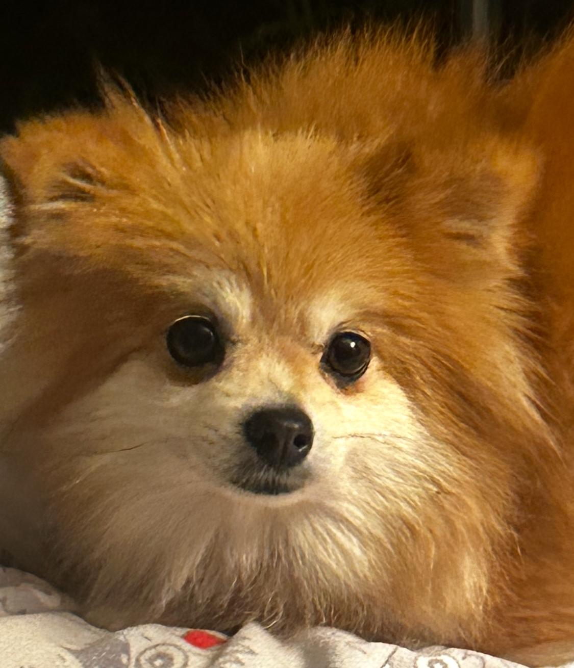 Enlarge Gilly, a Adopted Pomeranian in Franklin, TN image 1/3