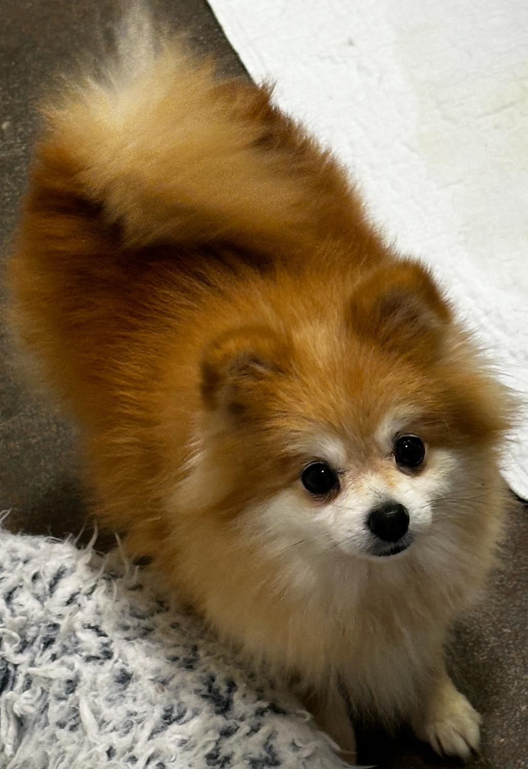Enlarge Gilly, a Adopted Pomeranian in Franklin, TN image 3/3