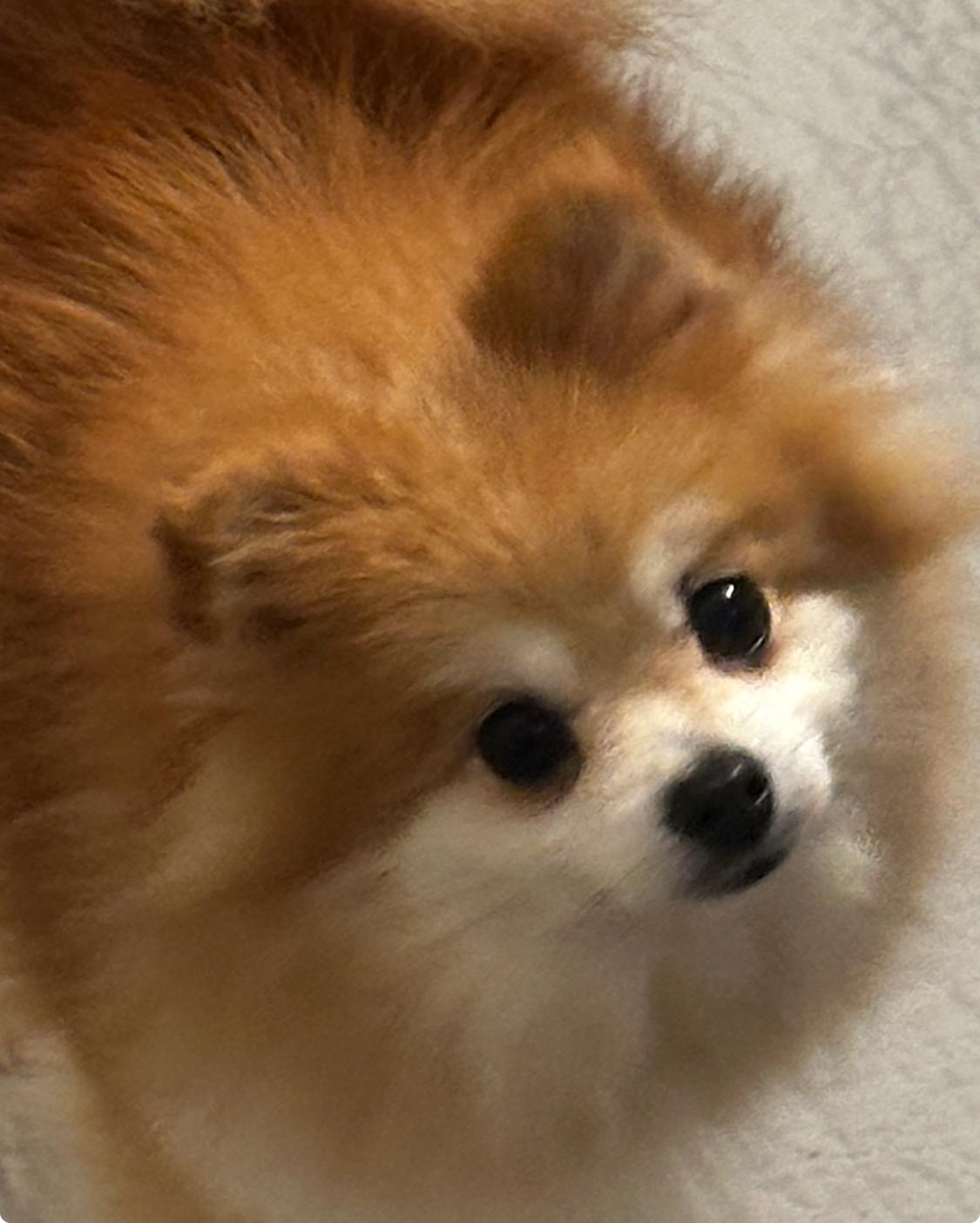 Enlarge Gilly, a Adopted Pomeranian in Franklin, TN image 2/3