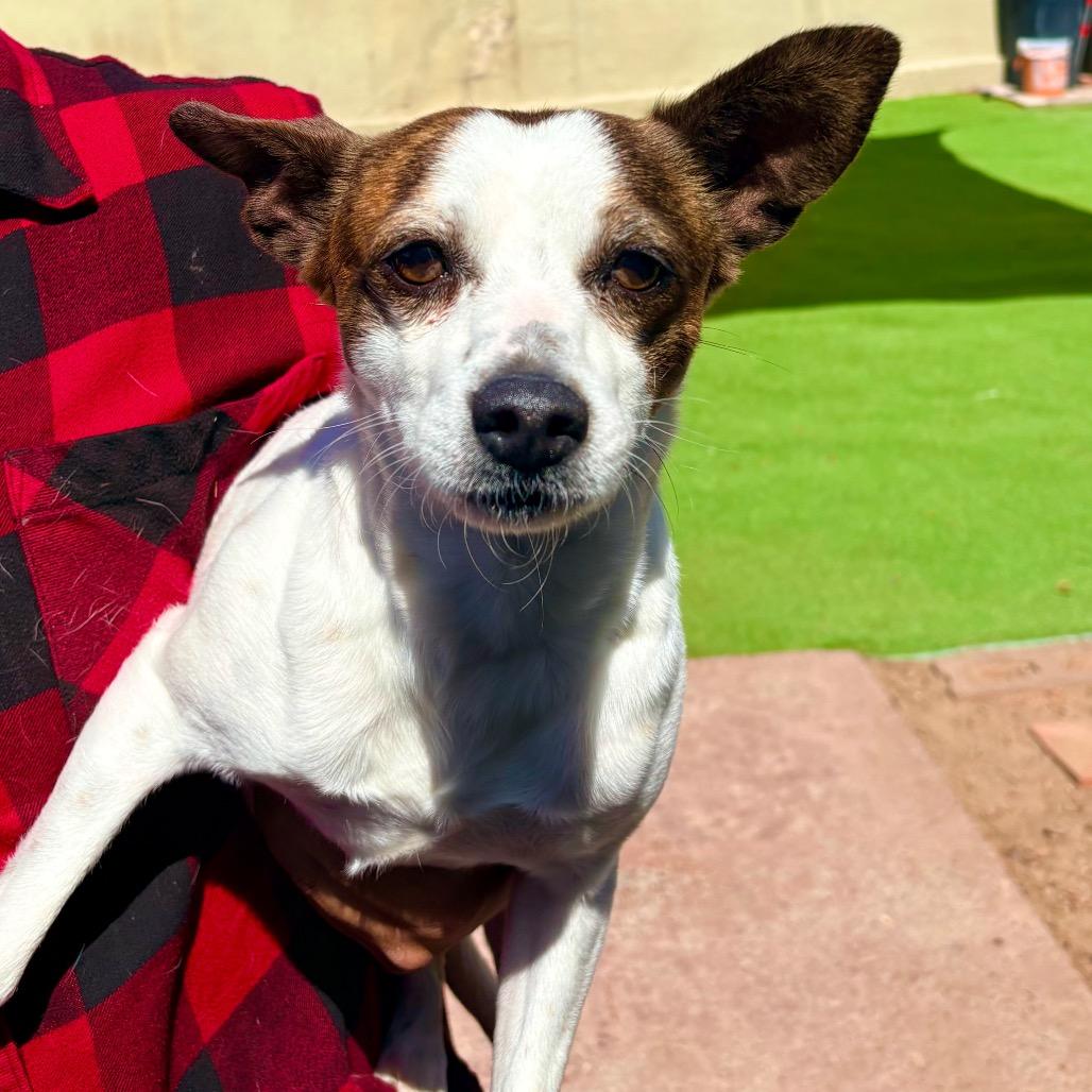 Scooter, Adoptable, Adult Male Mixed Breed.
