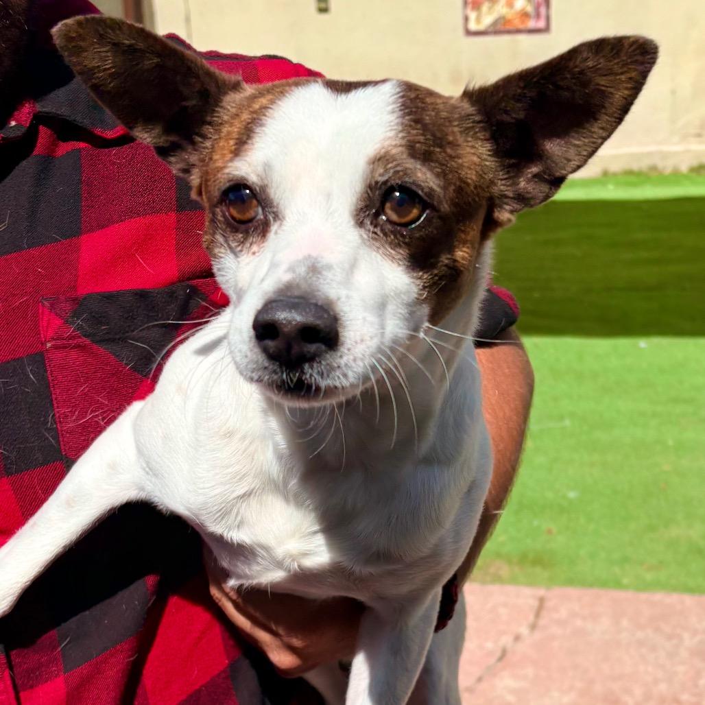 Enlarge Scooter, a Adoptable Mixed Breed in Las Cruces, NM image 2/2