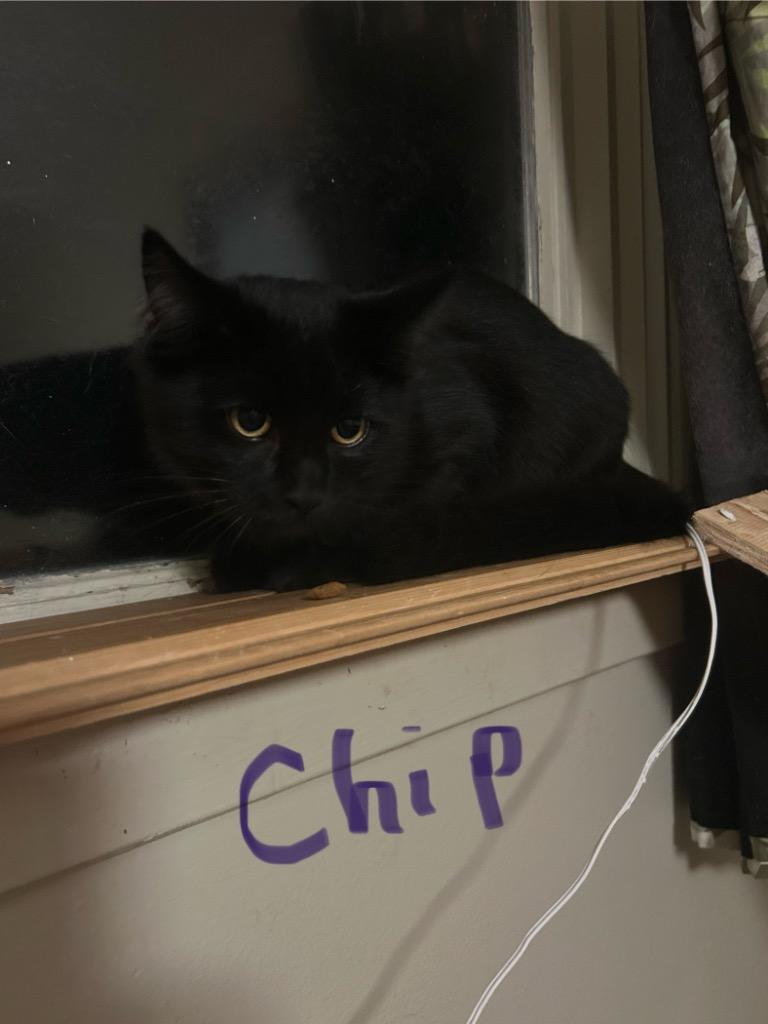 Chip, Adoptable, Young Male Domestic Medium Hair.