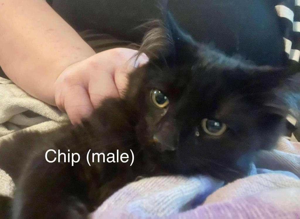 Chip, a Adoptable Domestic Medium Hair in Cloquet, MN image 2/2