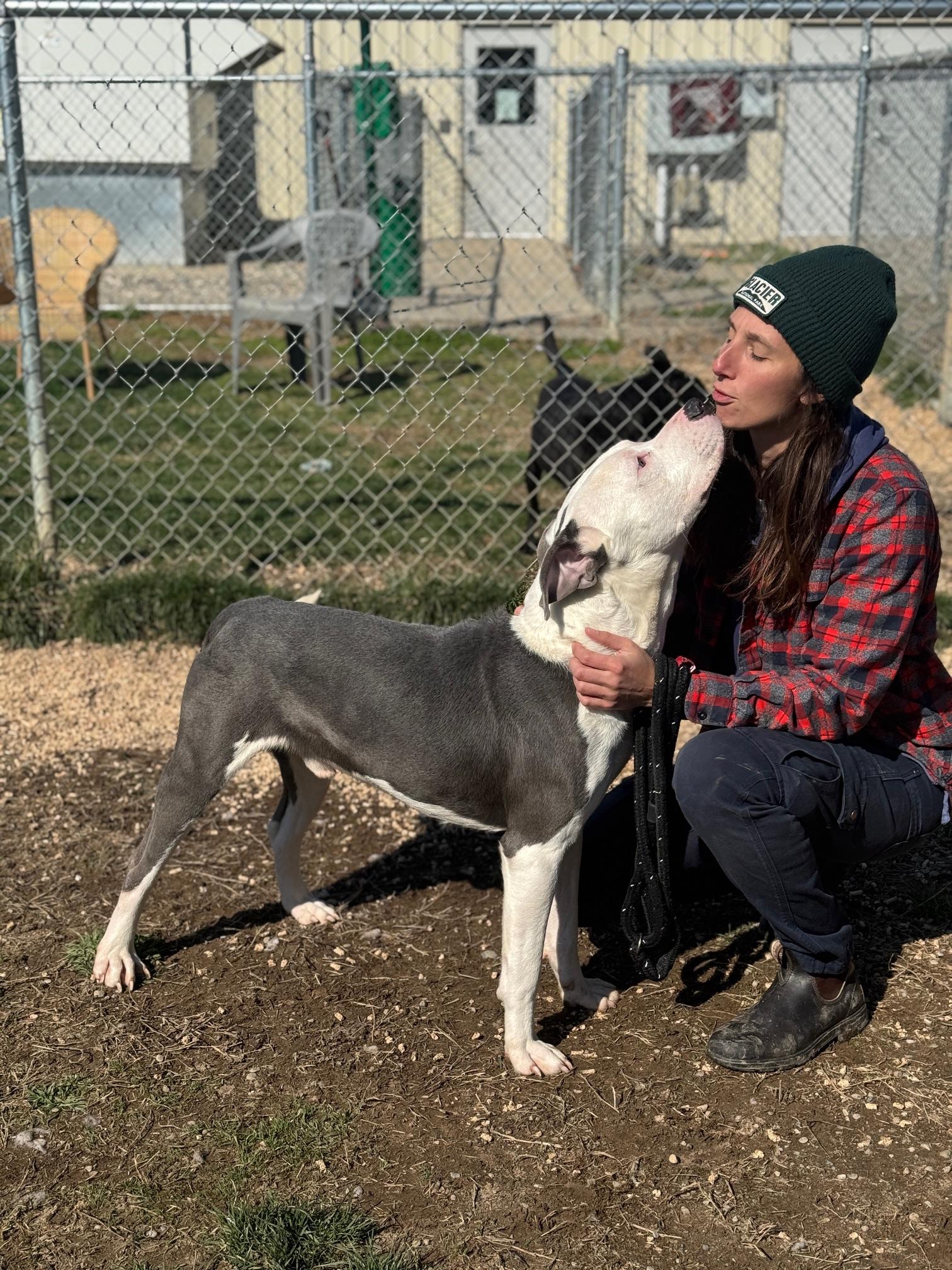 Enlarge Bolt, a ADOPTABLE mixed breed in Benton Harbor, MI image 4/6