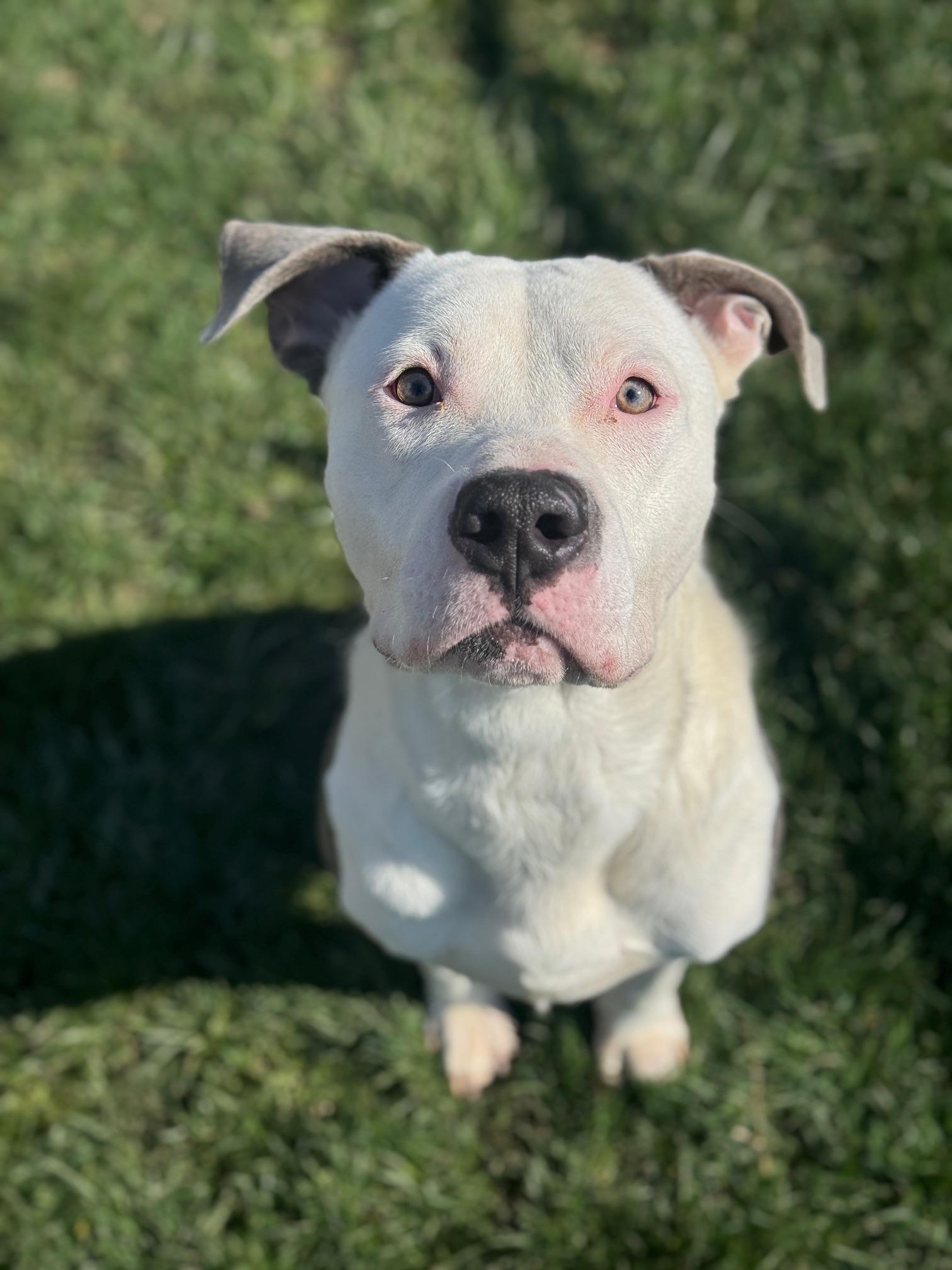 Bolt, ADOPTABLE, Adult Male American Staffordshire Terrier & Mixed Breed.
