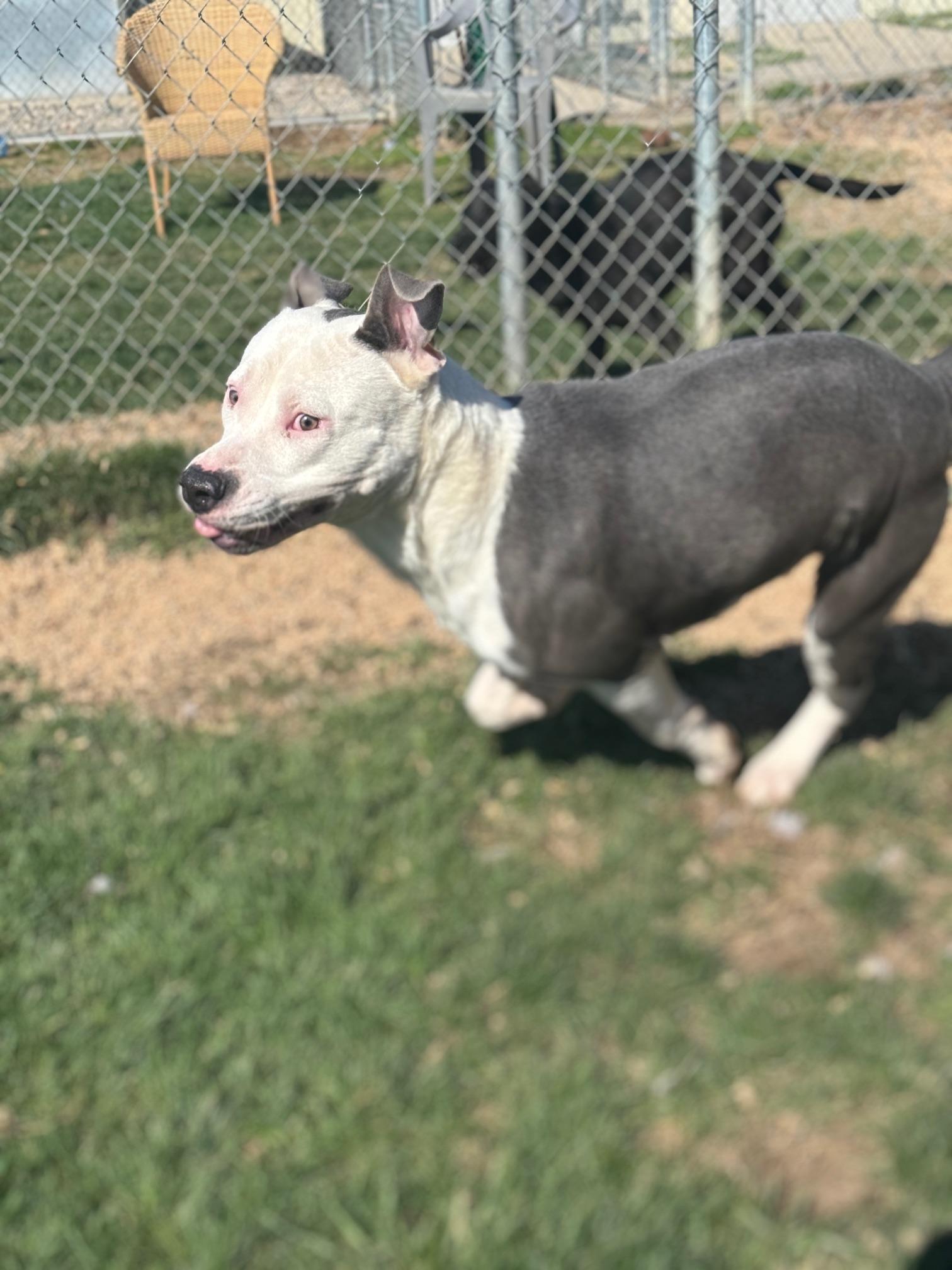 Enlarge Bolt, a ADOPTABLE mixed breed in Benton Harbor, MI image 6/6