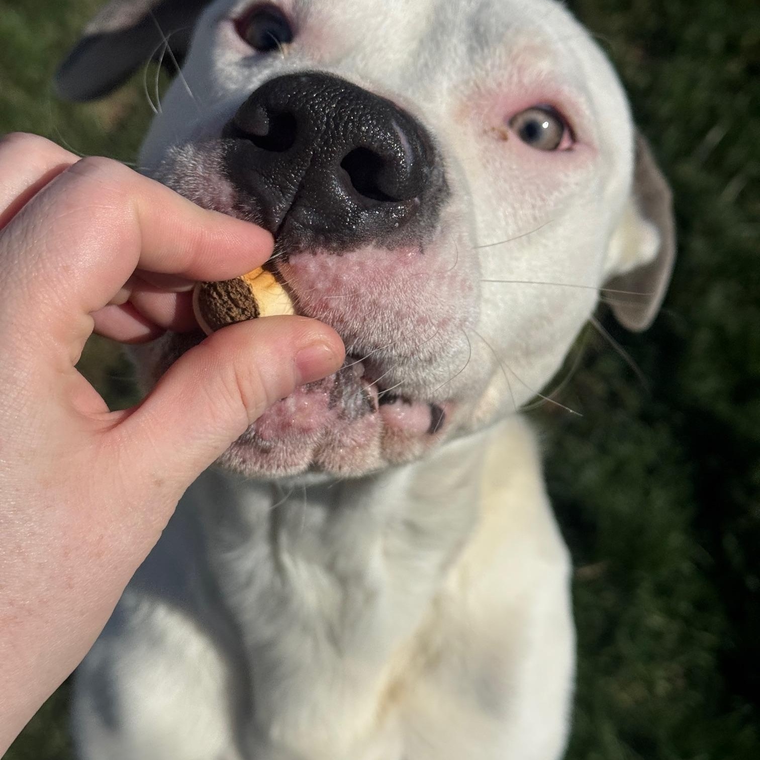 Enlarge Bolt, a ADOPTABLE mixed breed in Benton Harbor, MI image 5/6