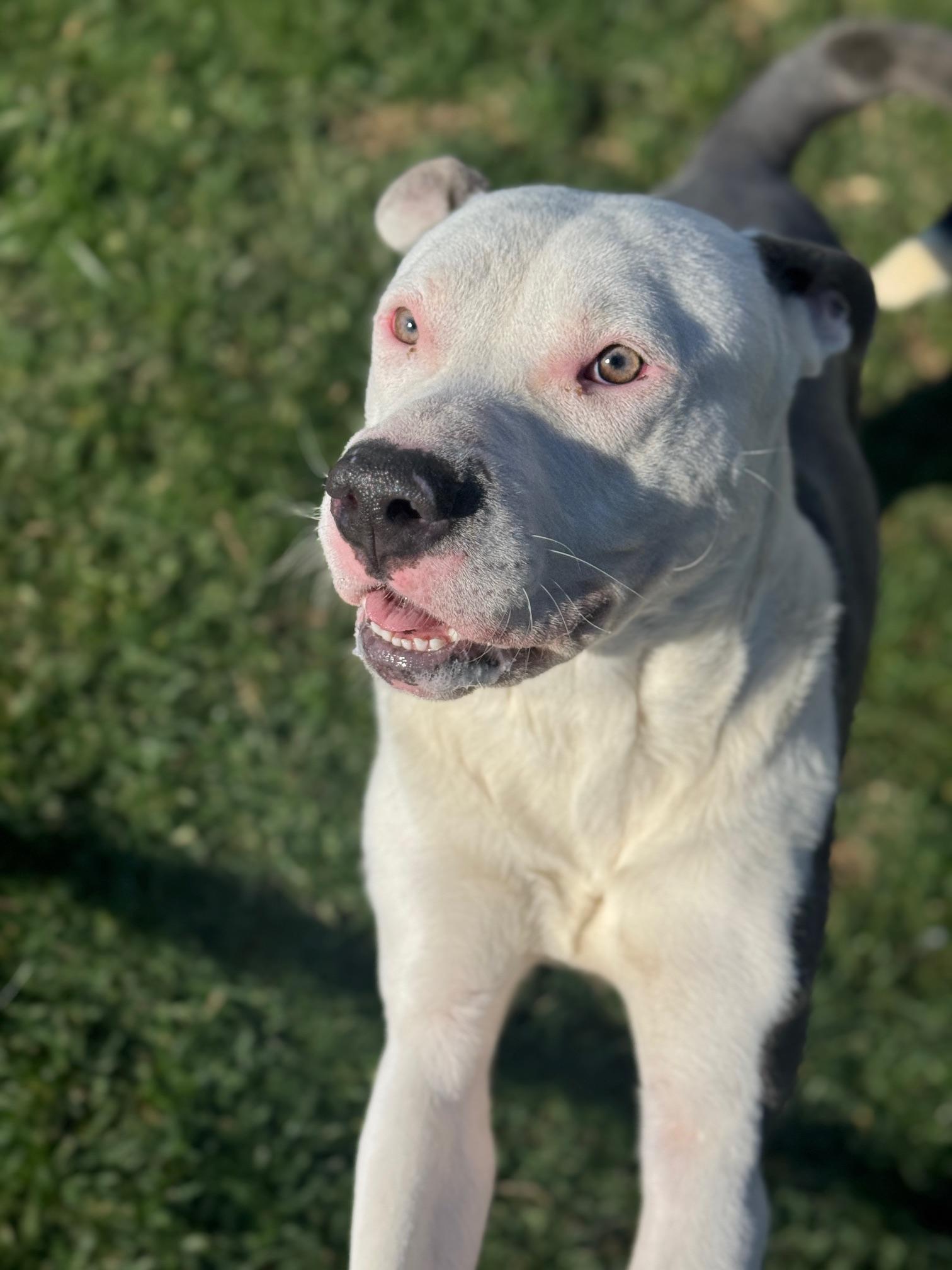 Enlarge Bolt, a ADOPTABLE mixed breed in Benton Harbor, MI image 3/6