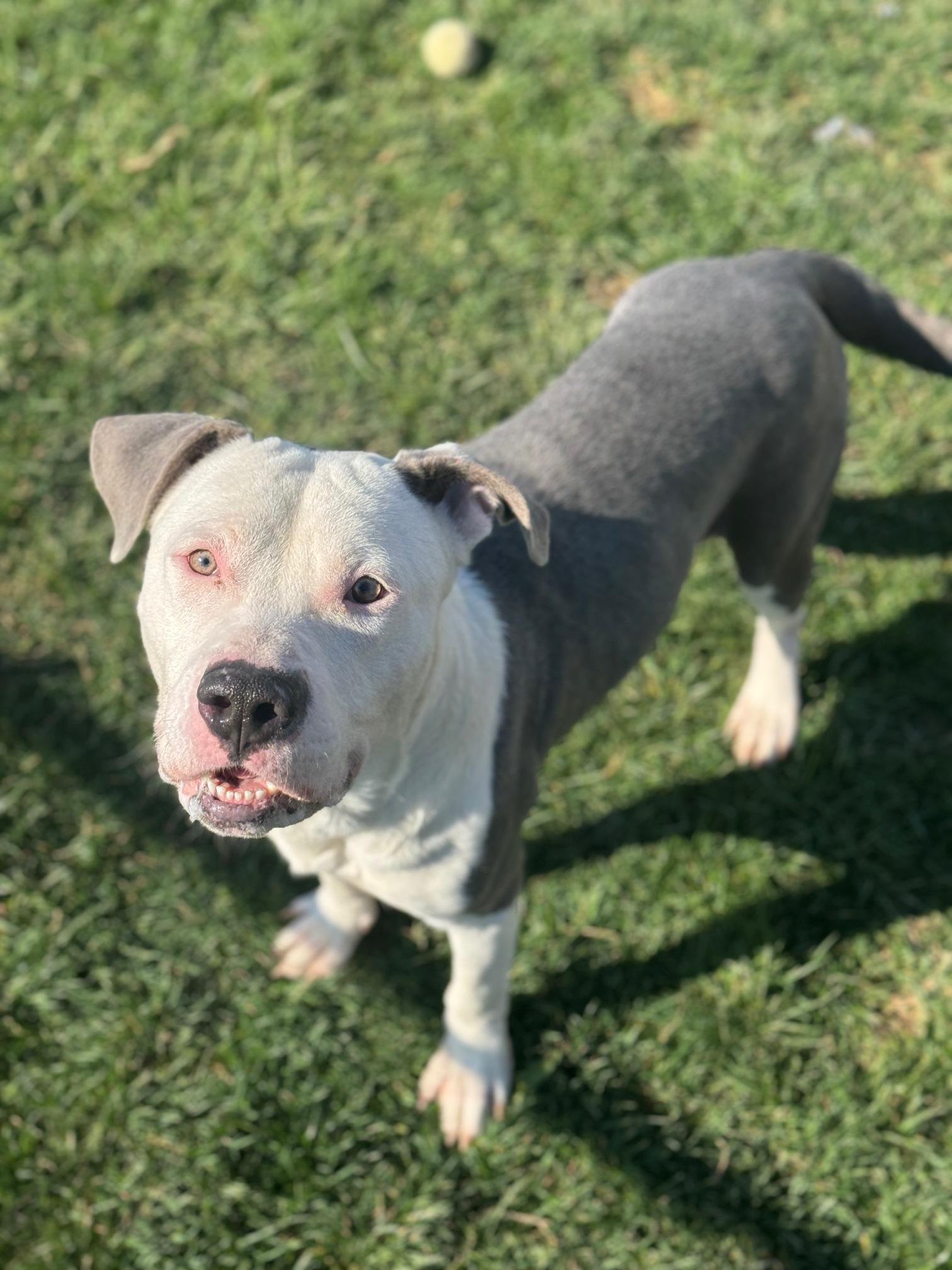 Enlarge Bolt, a ADOPTABLE mixed breed in Benton Harbor, MI image 2/6