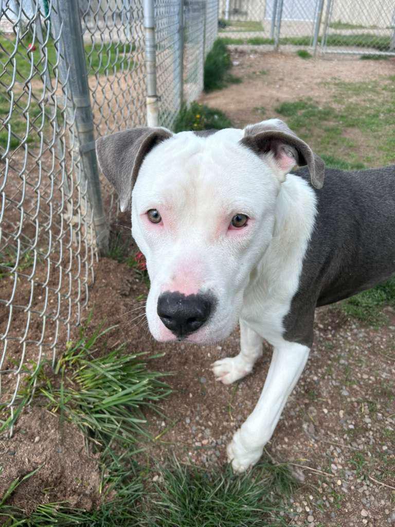 Enlarge Bolt, a ADOPTABLE mixed breed in Benton Harbor, MI image 2/6