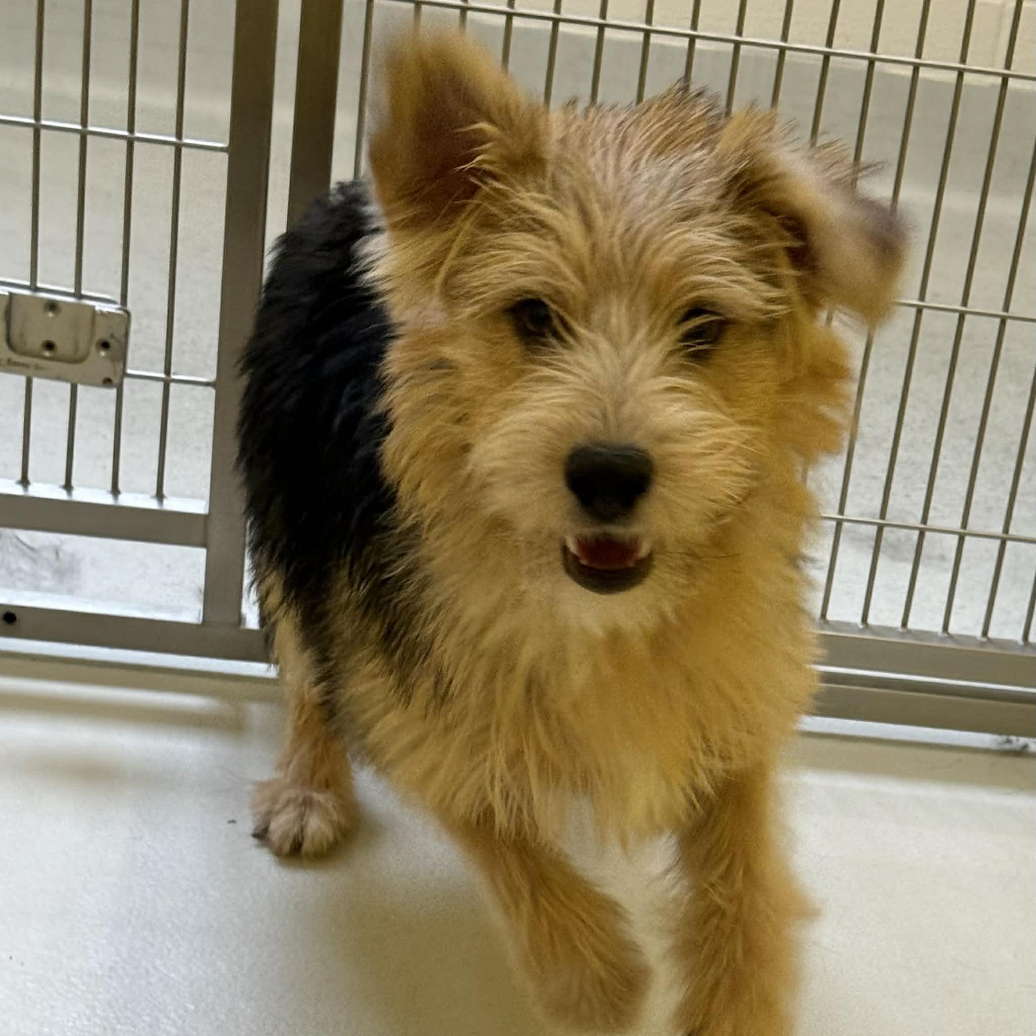 Yoda, ADOPTABLE, Young Male Schnauzer & Border Terrier.