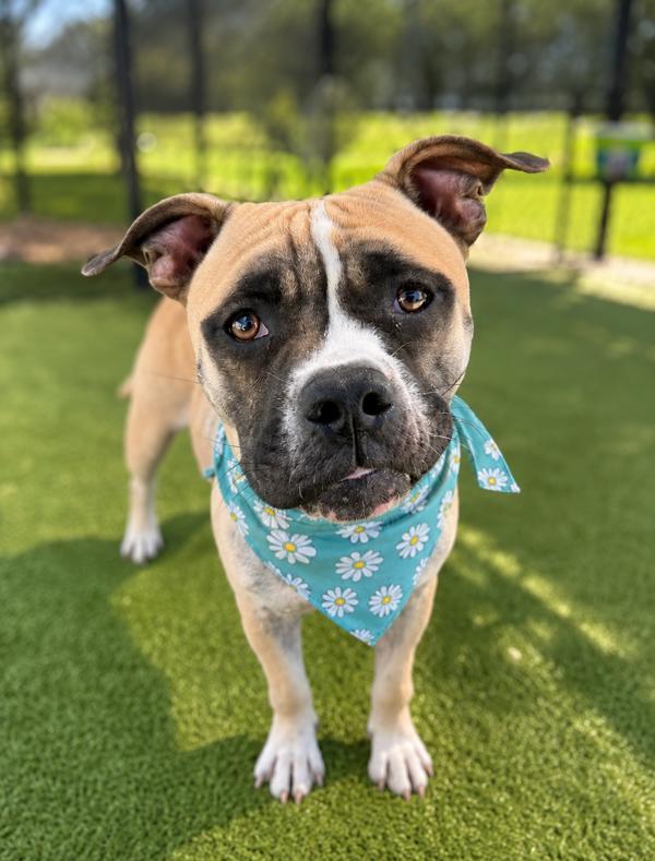 Chicago, Adoptable, Adult Female Boxer & Terrier.