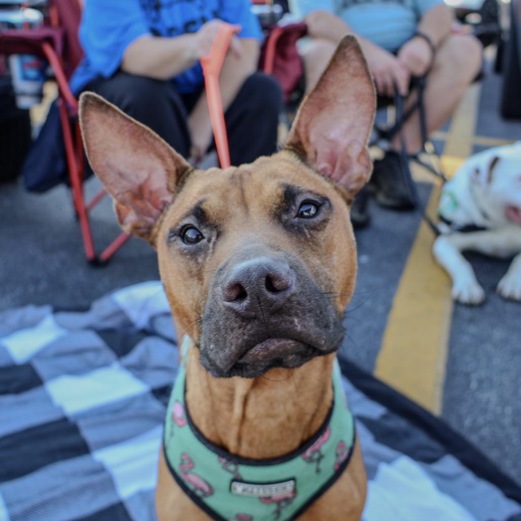 Enlarge D13 "Winnie", a Adoptable Pit Bull Terrier in Valparaiso, IN image 2/4