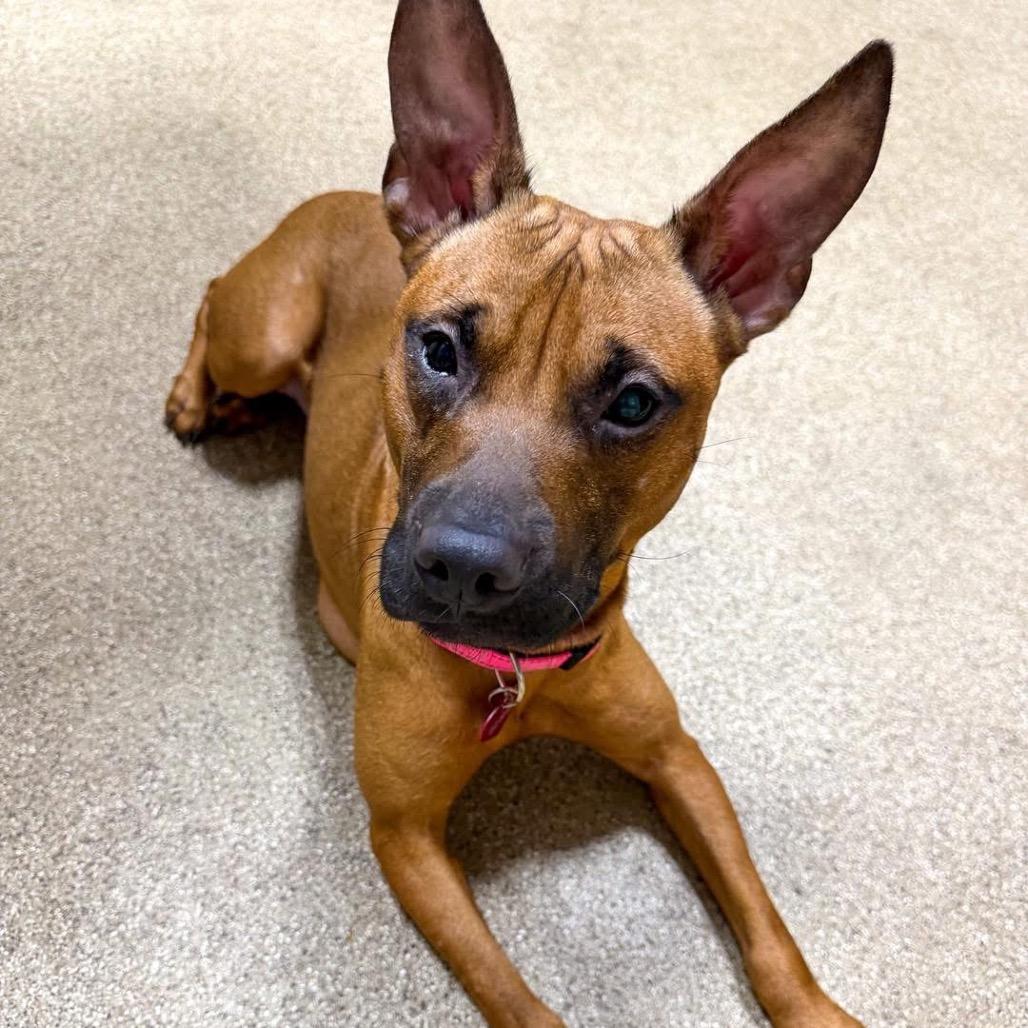 Enlarge D13 "Winnie", a Adoptable Pit Bull Terrier in Valparaiso, IN image 3/4
