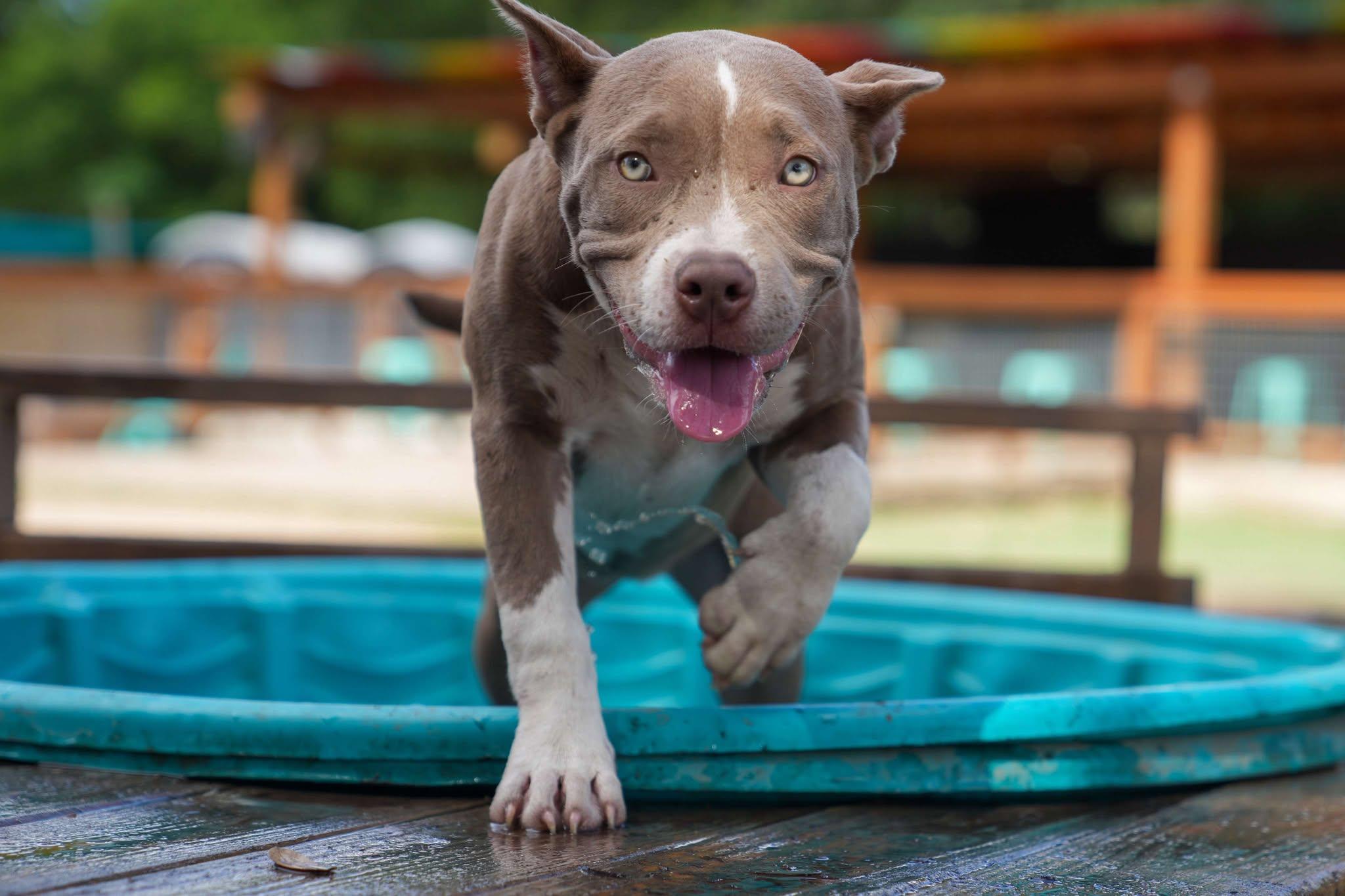 Enlarge Elsa, a Adoptable Pit Bull Terrier in Lockhart, TX image 4/6