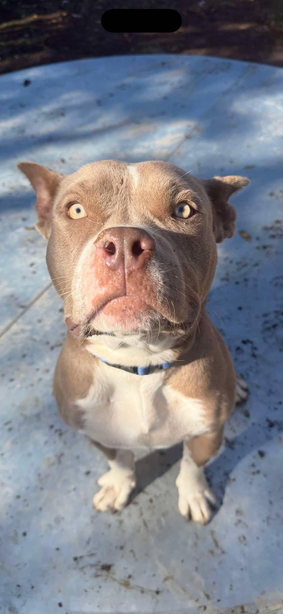 Elsa, Adoptable, Young Female Pit Bull Terrier.