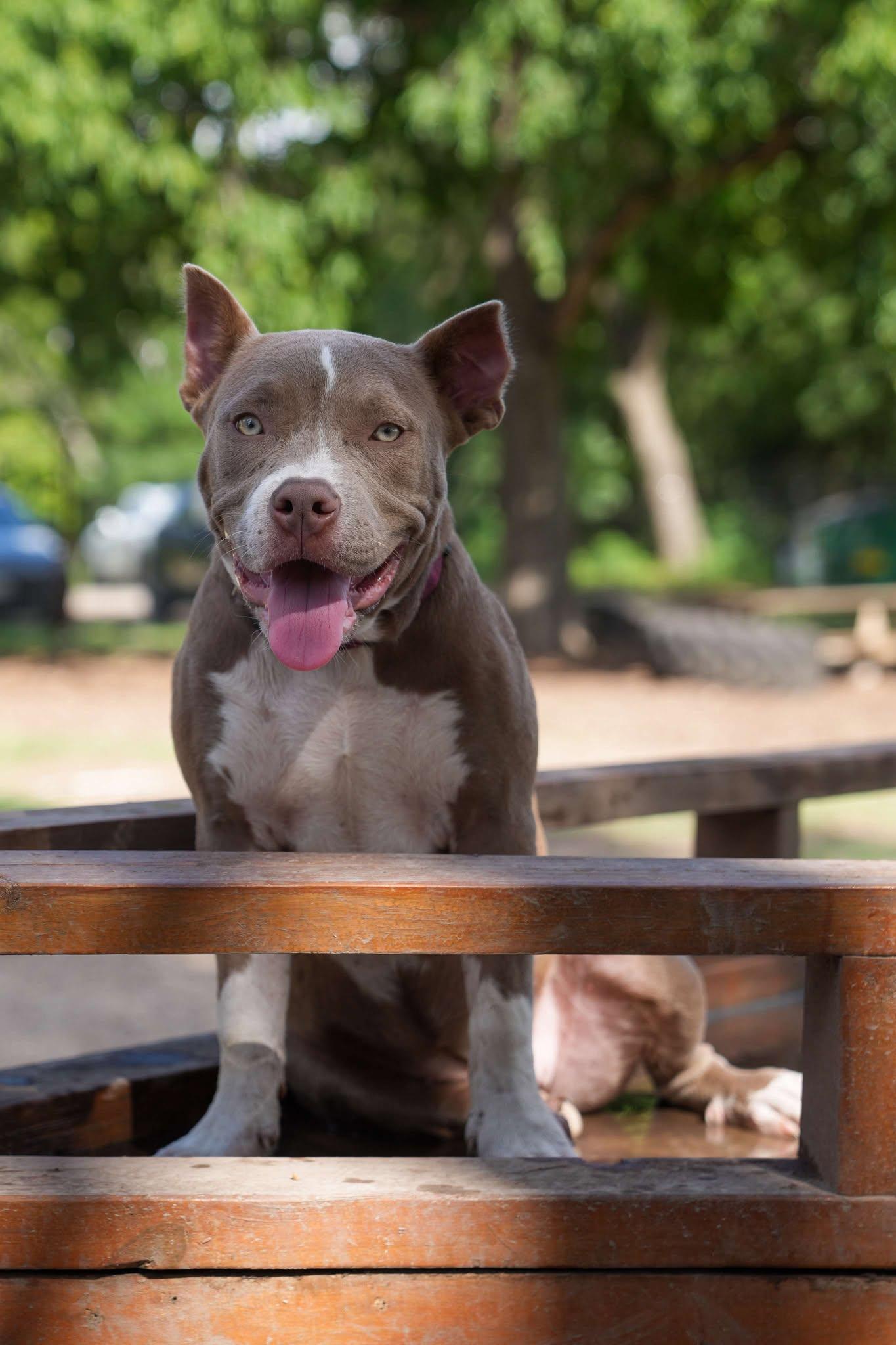 Enlarge Elsa, a Adoptable Pit Bull Terrier in Lockhart, TX image 1/6