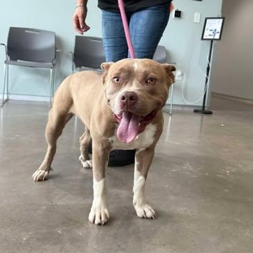 Elsa, Adoptable, Young Female Pit Bull Terrier.