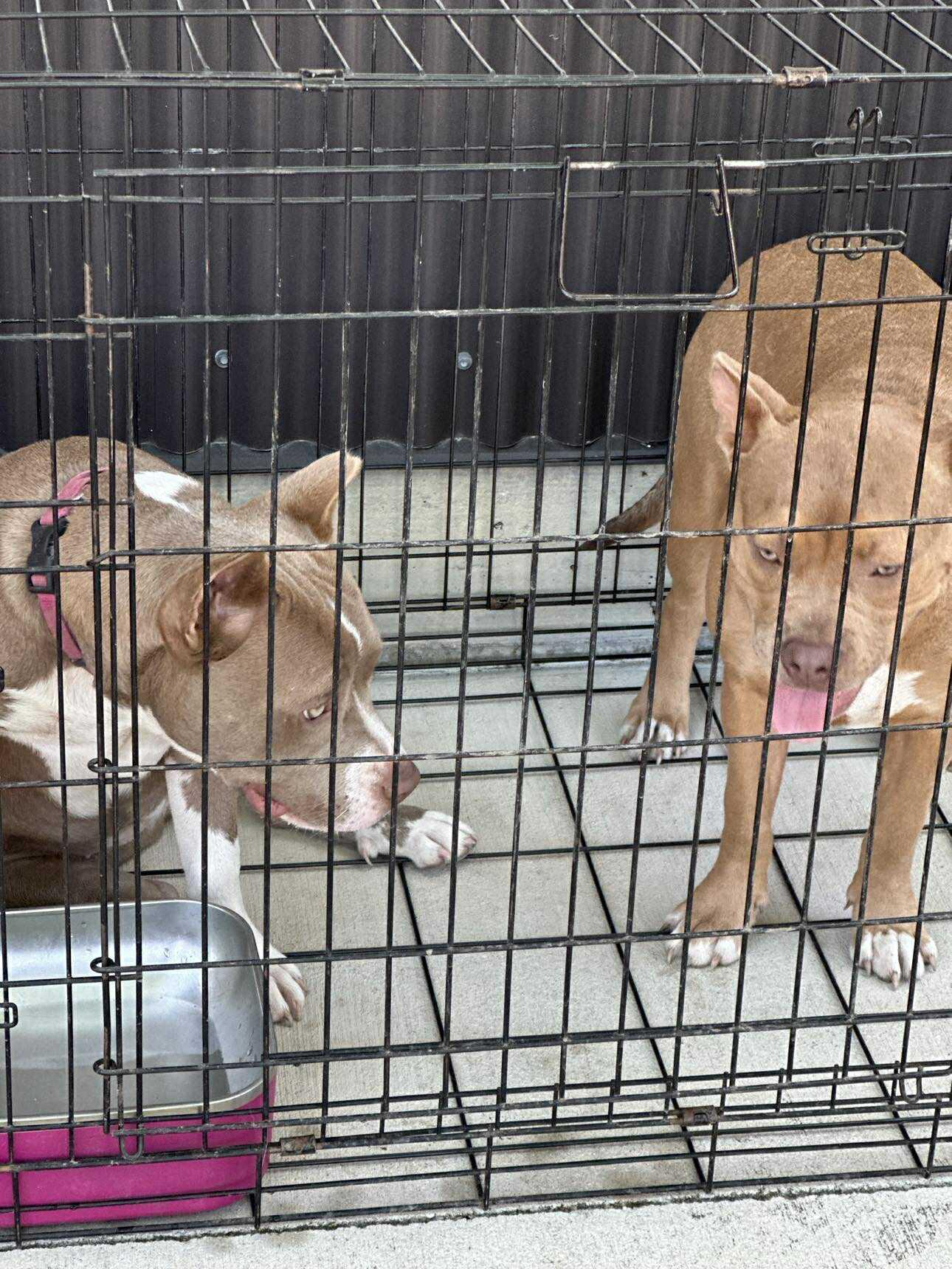 Enlarge Elsa, a Adoptable Pit Bull Terrier in Lockhart, TX image 3/6