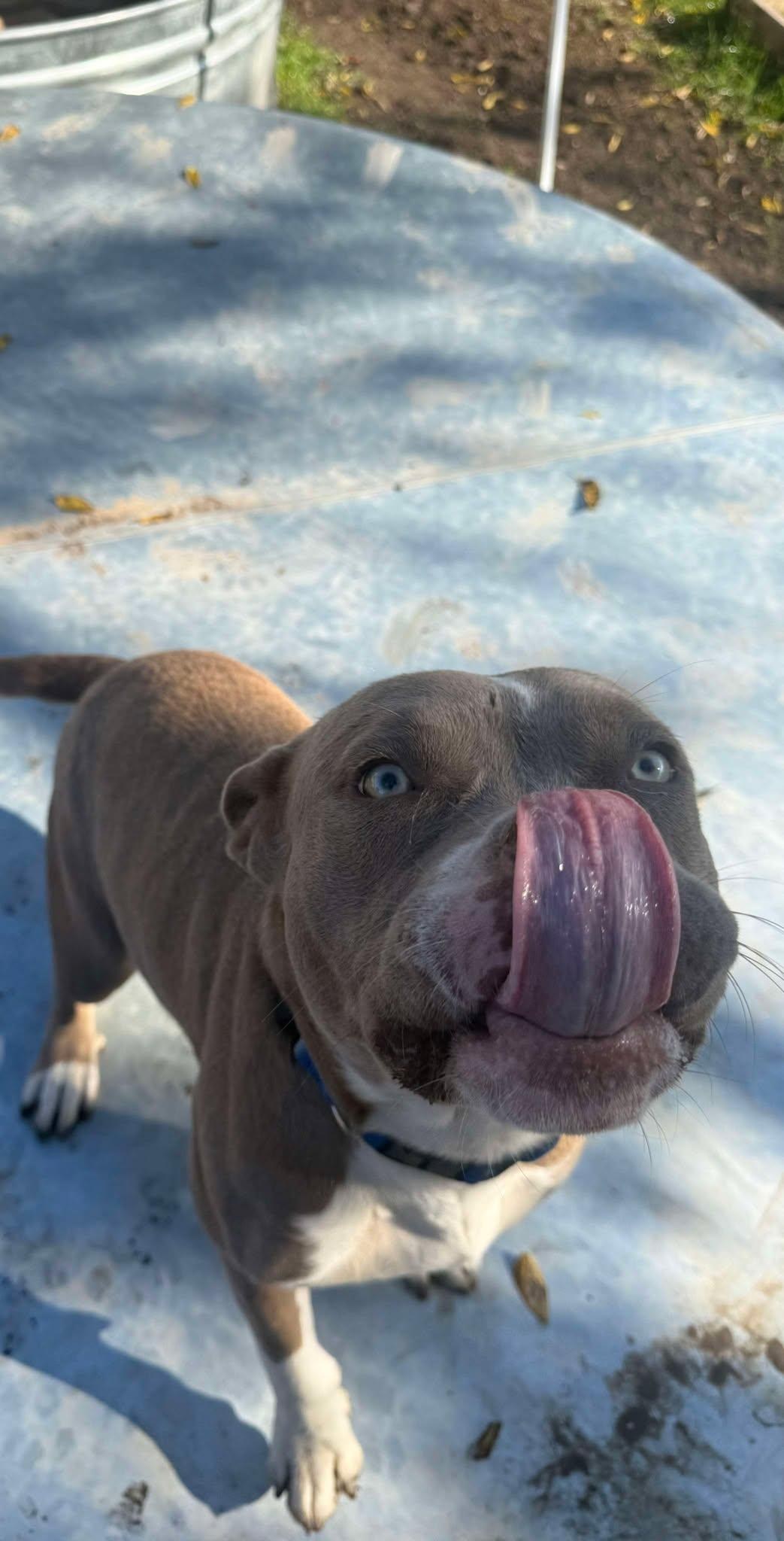 Enlarge Elsa, a Adoptable Pit Bull Terrier in Lockhart, TX image 5/6