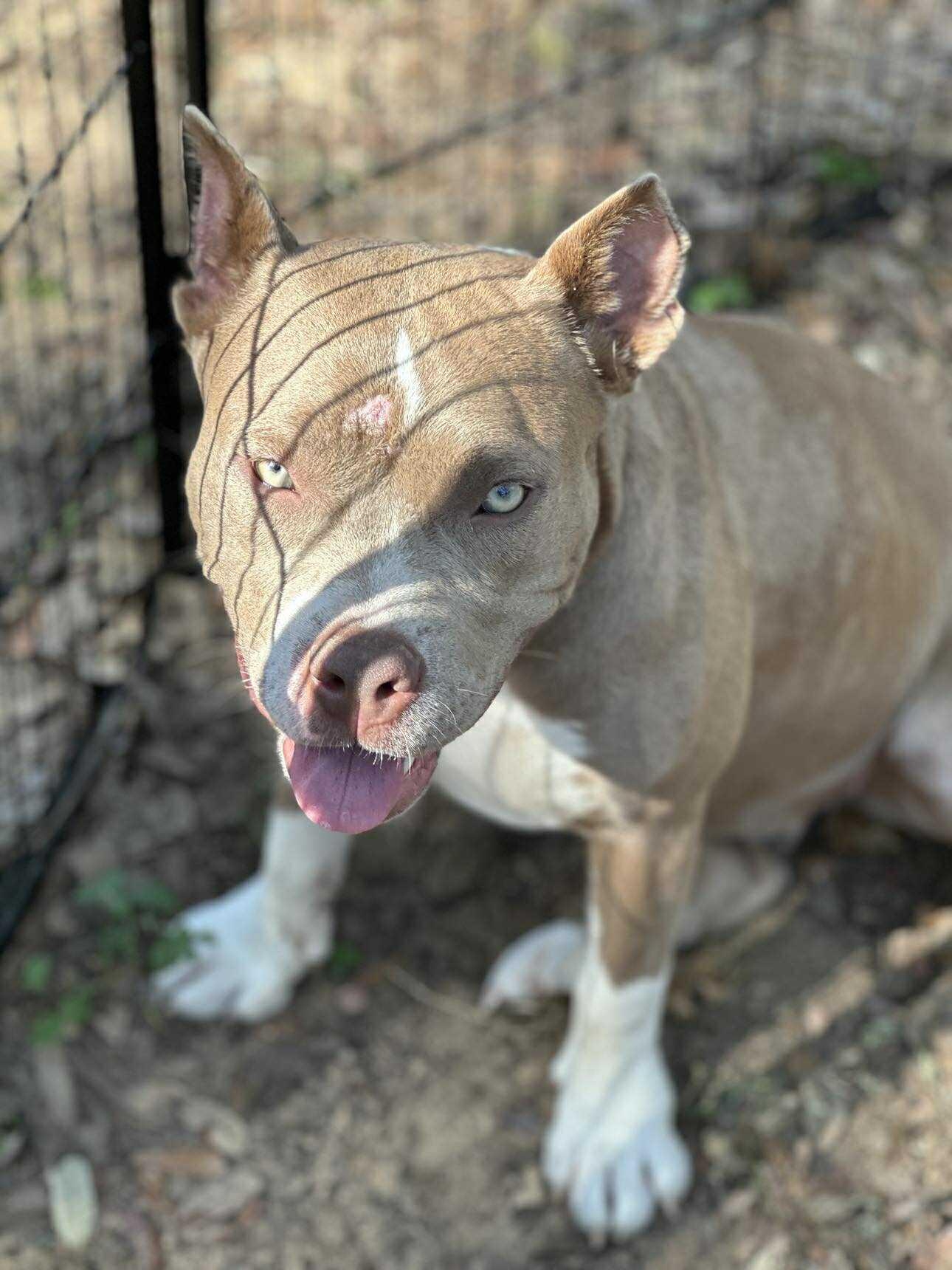 Enlarge Elsa, a Adoptable Pit Bull Terrier in Lockhart, TX image 2/6