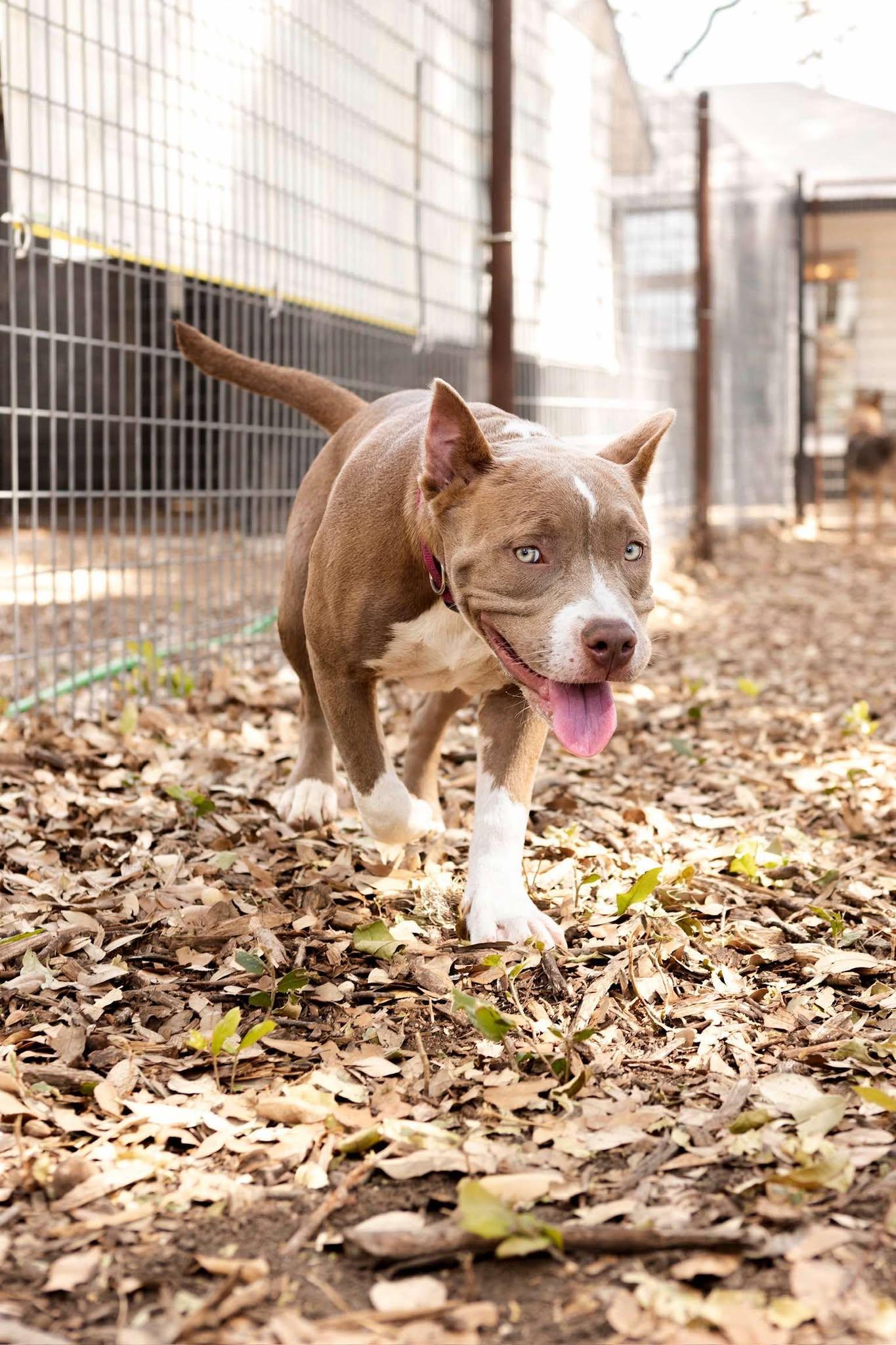 Enlarge Elsa, a Adoptable Pit Bull Terrier in Lockhart, TX image 5/6