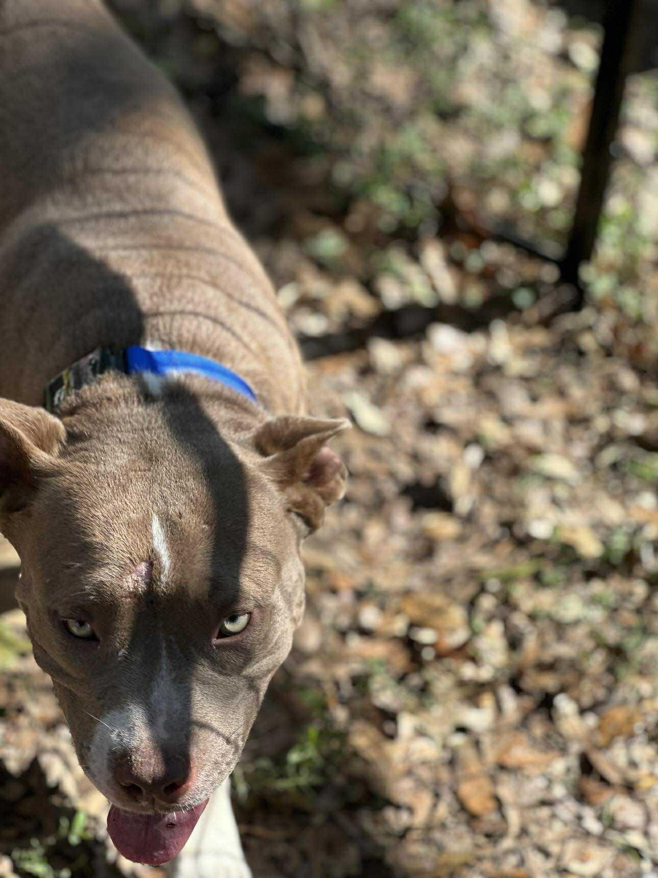 Enlarge Elsa, a Adoptable Pit Bull Terrier in Lockhart, TX image 6/6