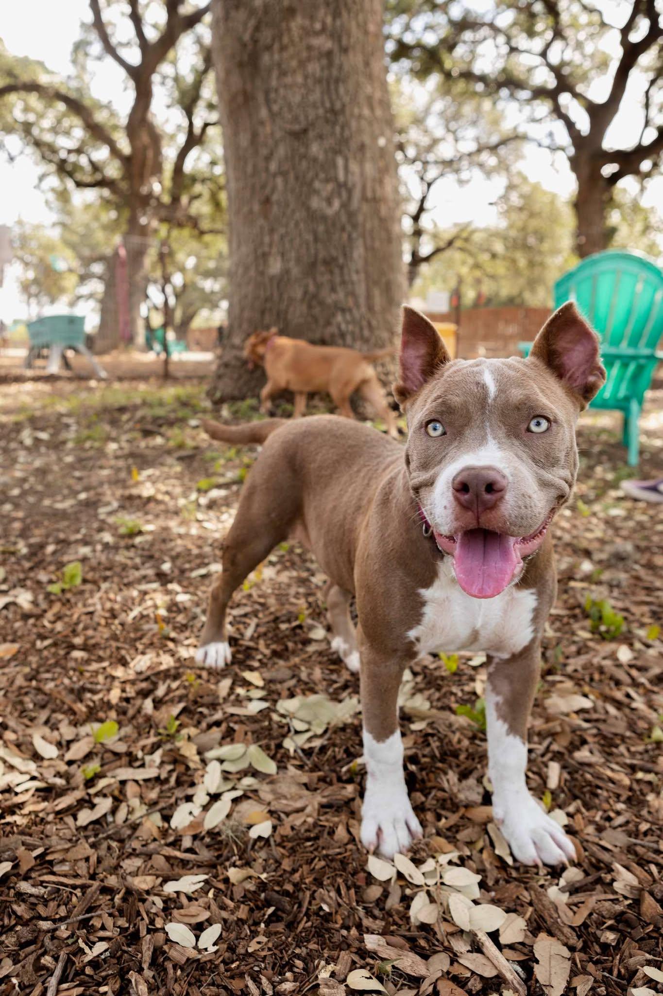 Enlarge Elsa, a Adoptable Pit Bull Terrier in Lockhart, TX image 2/6