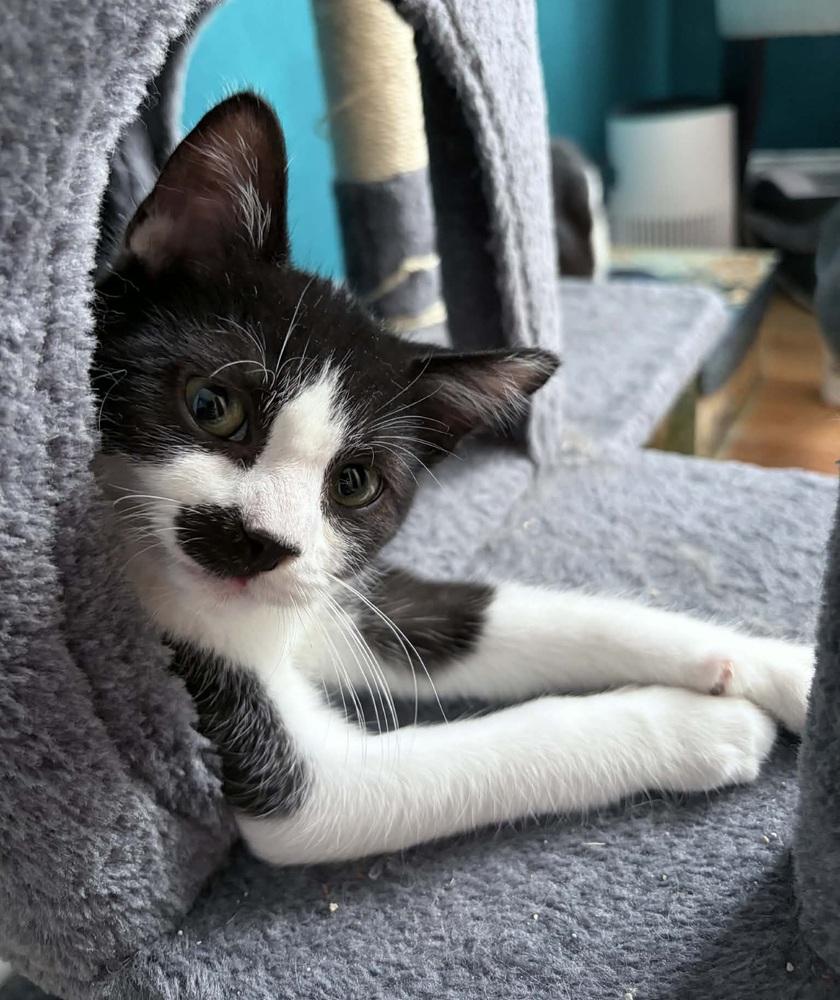 Hamish, Adoptable, Young Male Domestic Short Hair.